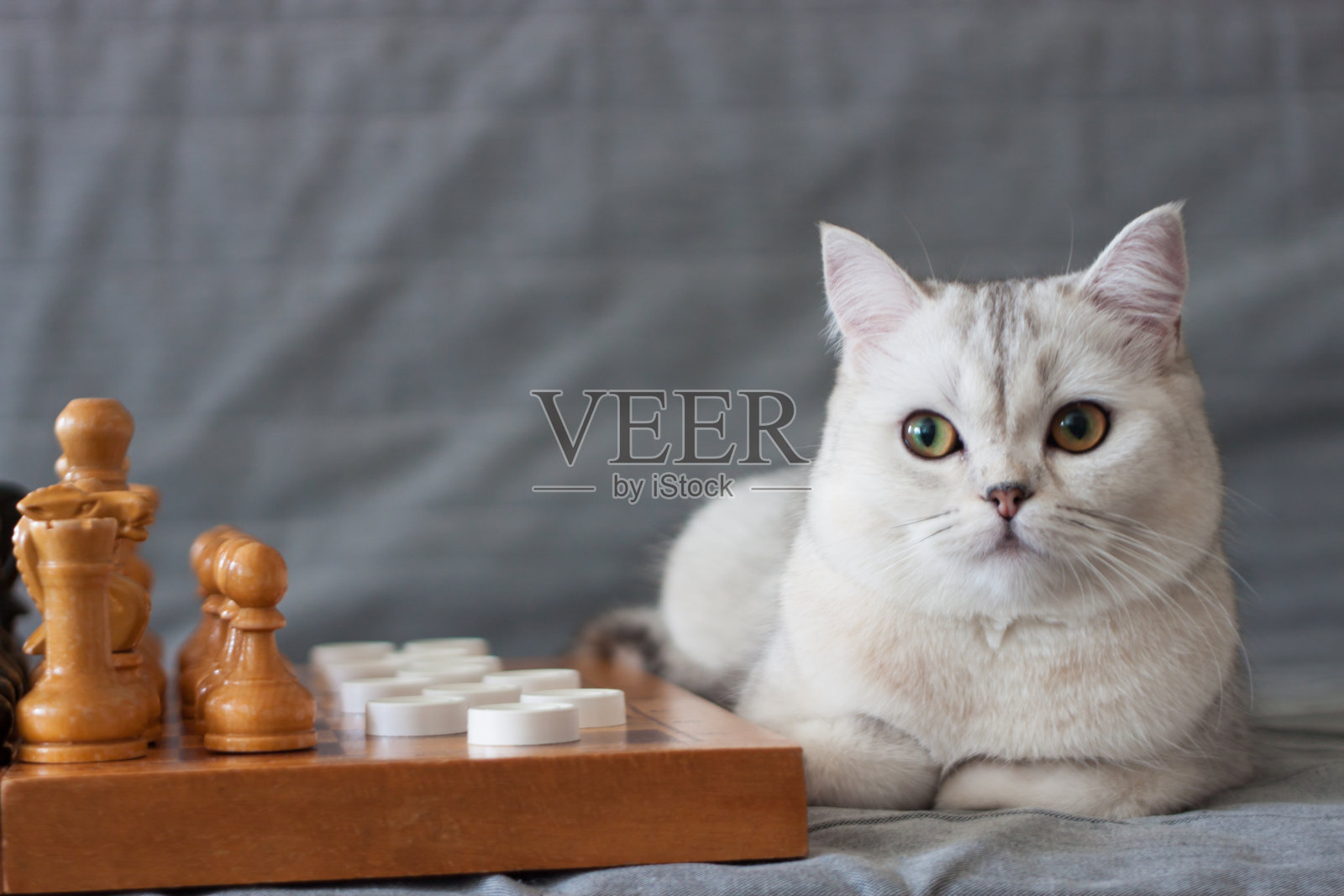 那只猫正躺在棋盘旁边的沙发上。照片摄影图片