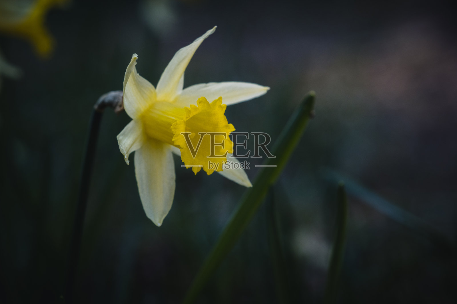 春天草地上黄色的水仙花照片摄影图片