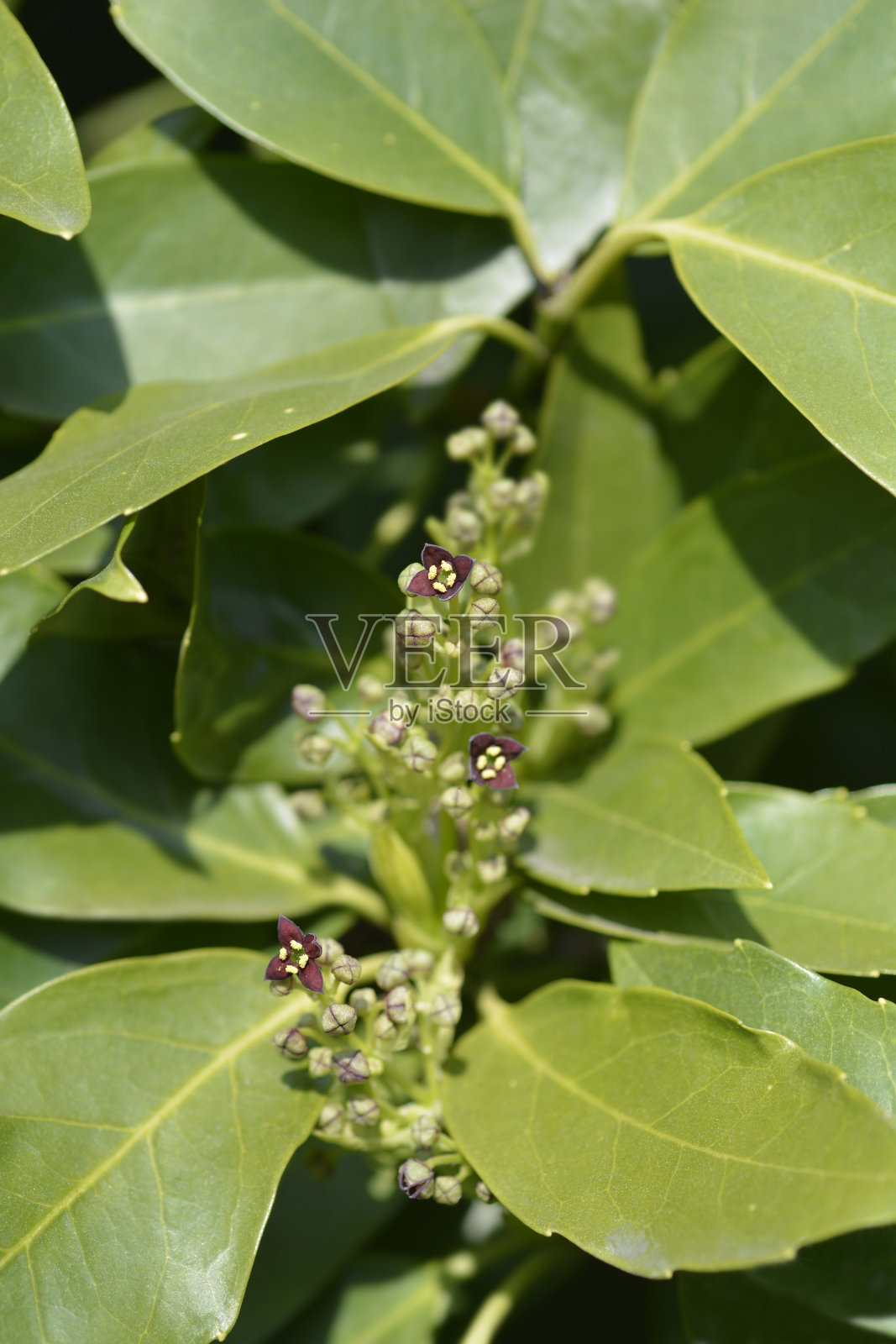 日本月桂树照片摄影图片
