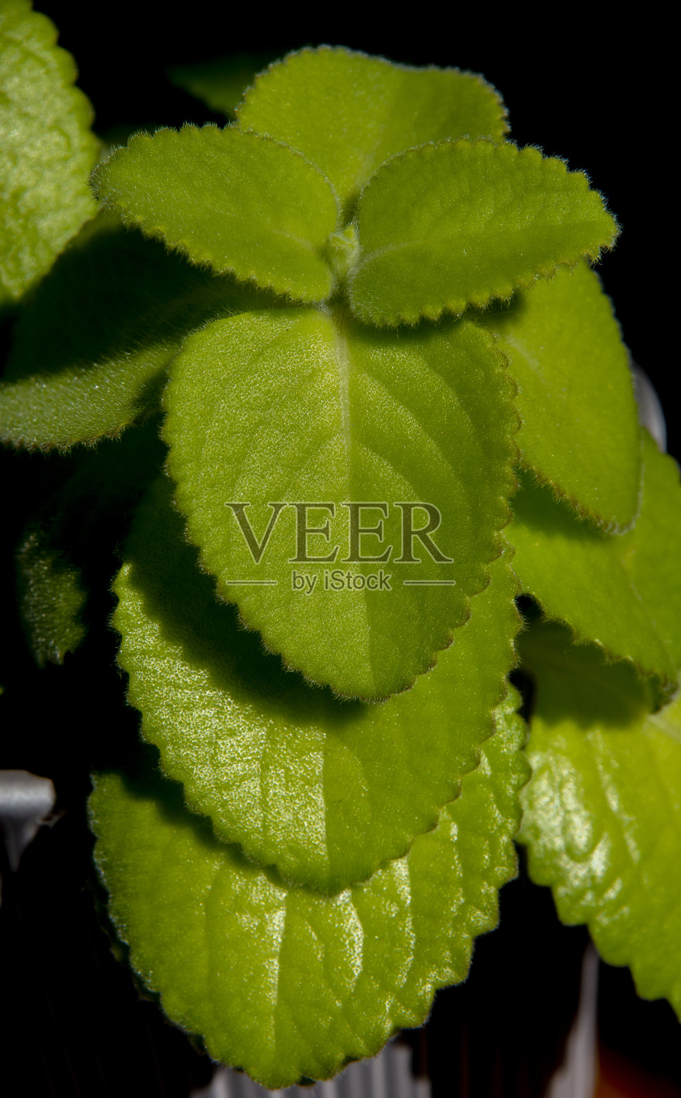 墨西哥薄荷的绿叶(Coleus amboinicus)。这种植物也被称为古巴牛至、印度琉璃苣、印度薄荷、西班牙百里香或法国百里香。照片摄影图片