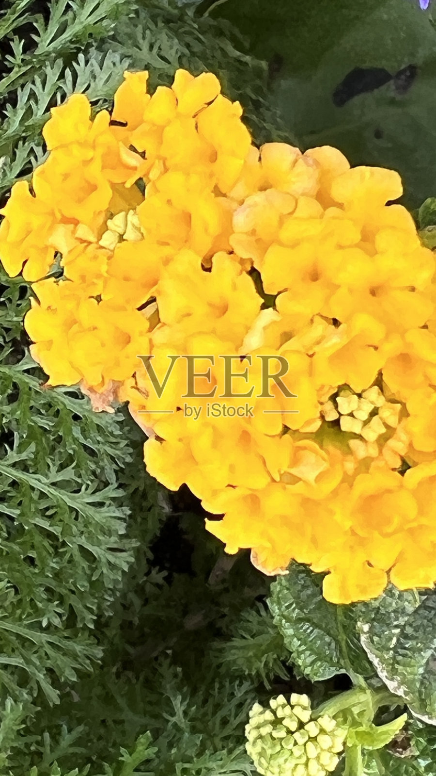 木板路旁的花照片摄影图片