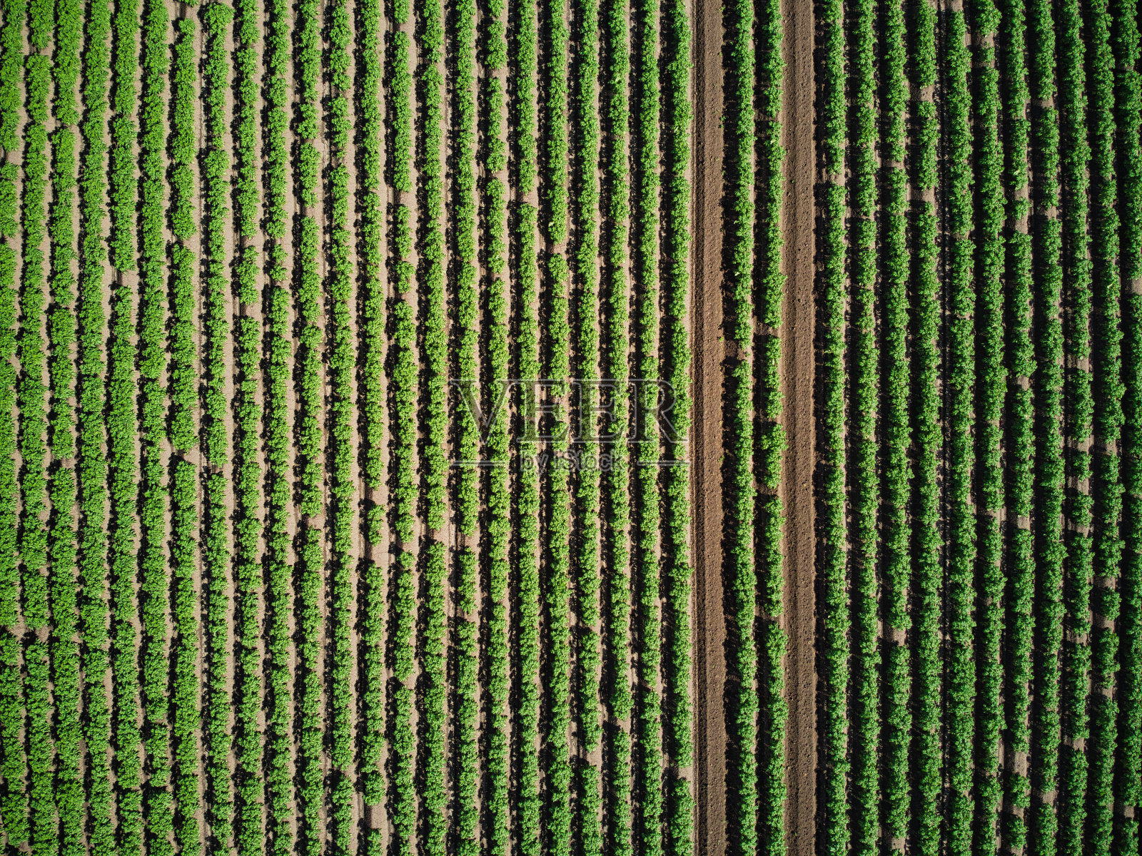 在英国农田里可耕种的马铃薯作物照片摄影图片