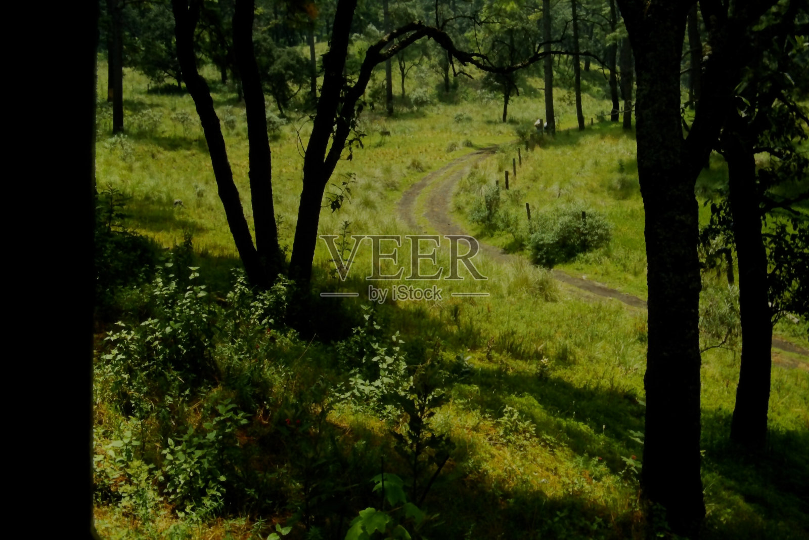 普拉多照片摄影图片