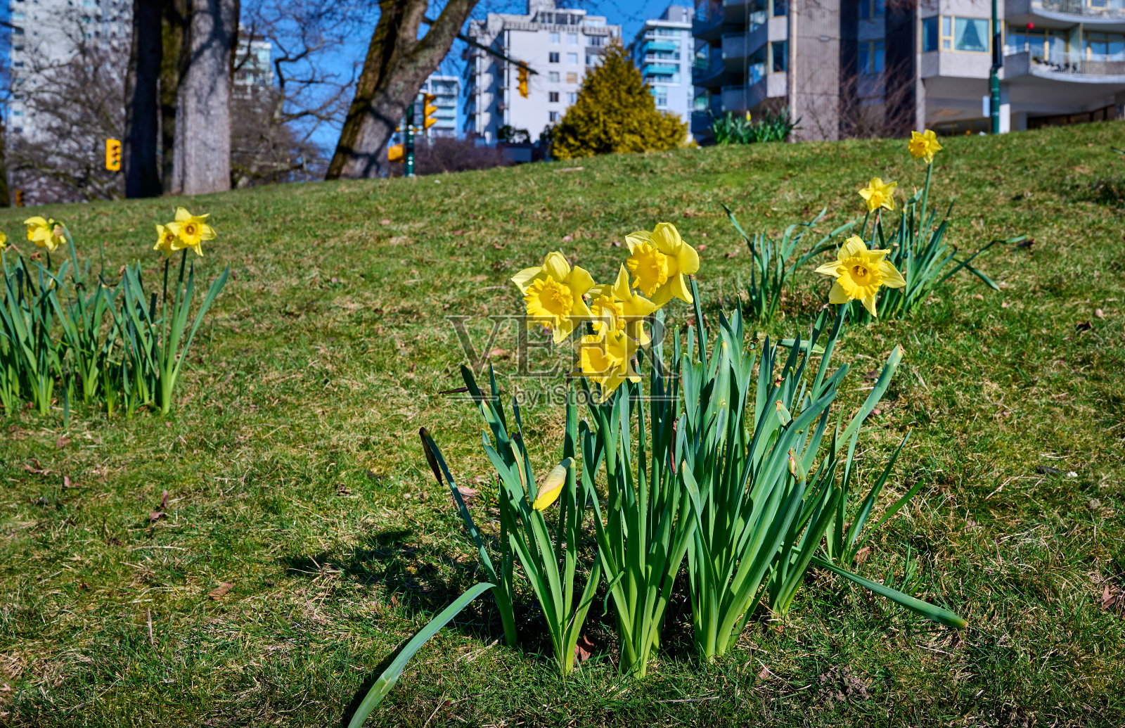 美丽的黄色水仙(水仙)花在城市景观。照片摄影图片