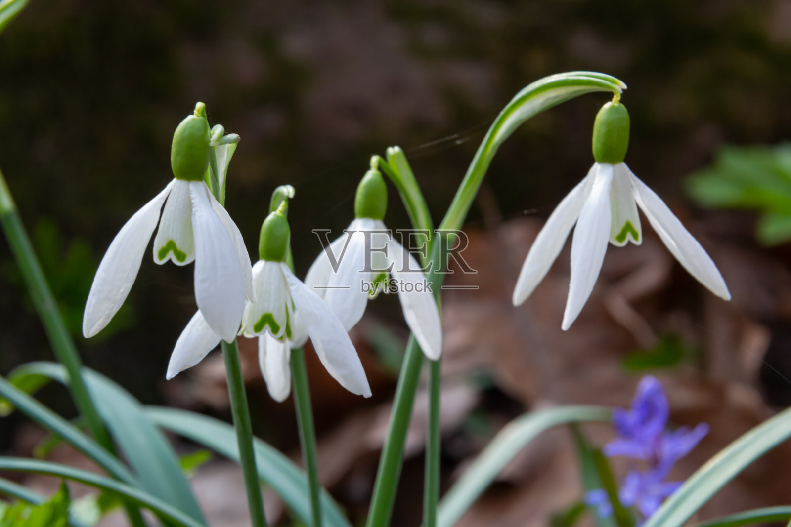 花园里的雪花莲，阳光。春天的第一朵美丽的雪花莲。常见的盛开的雪莲。雪兰在春林中开花。照片摄影图片