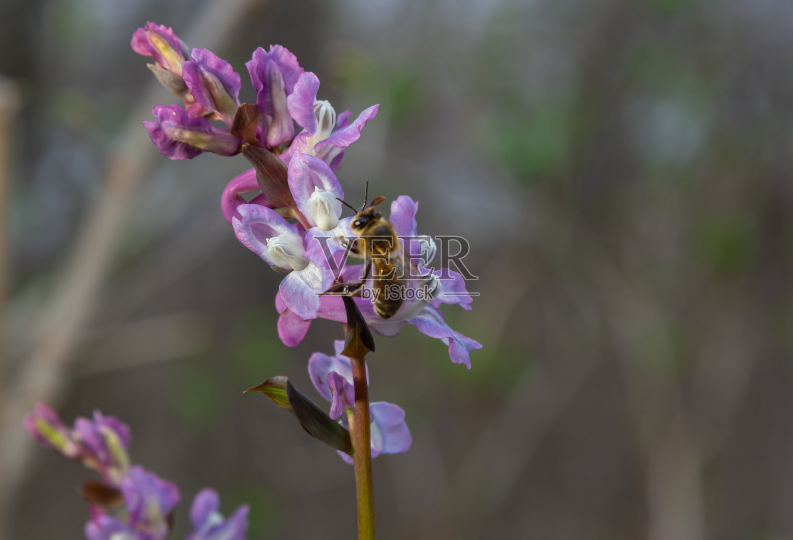 空心根，紫堇，春天在公园的森林地面上开花照片摄影图片
