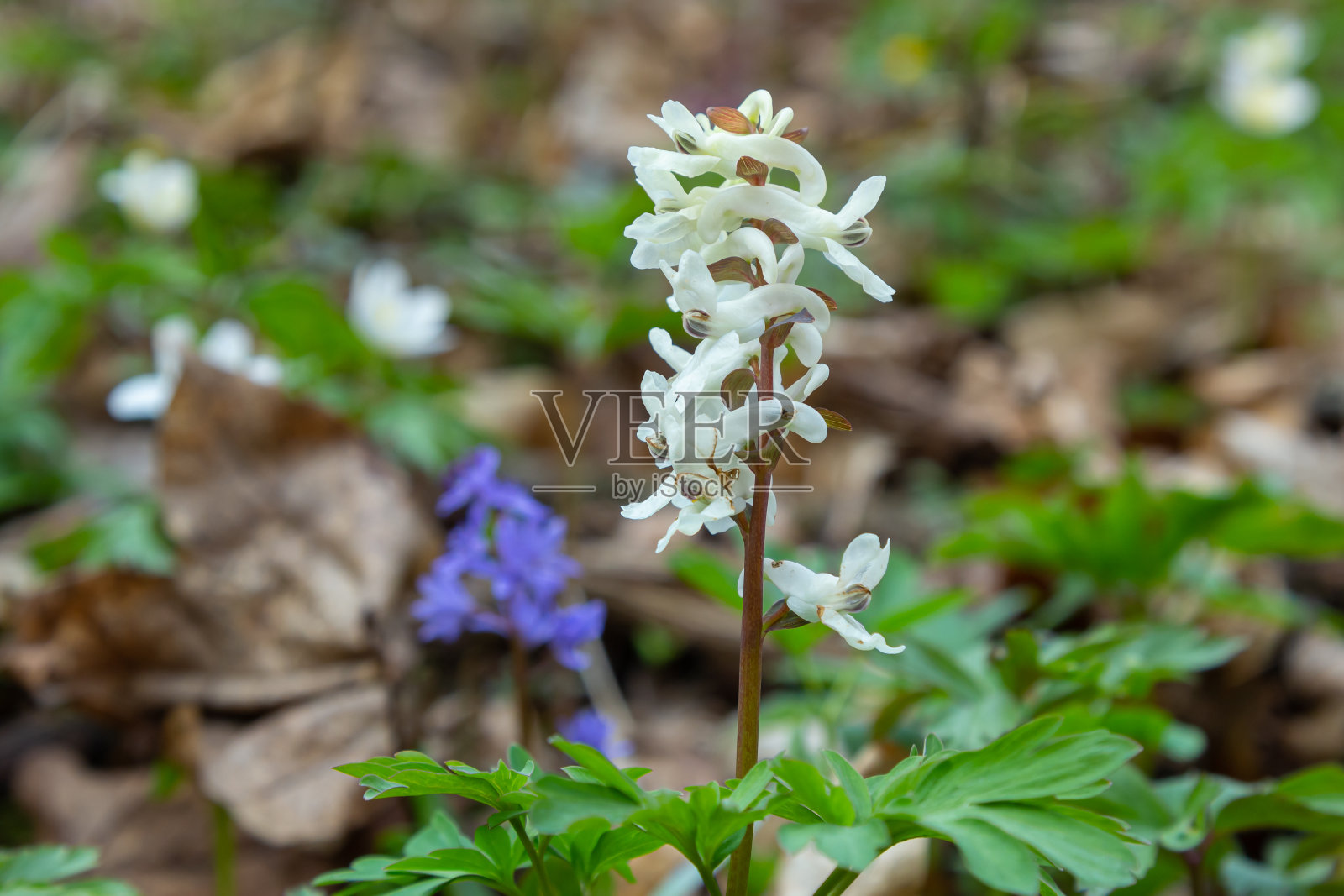 空心根，紫堇，春天在公园的森林地面上开花照片摄影图片
