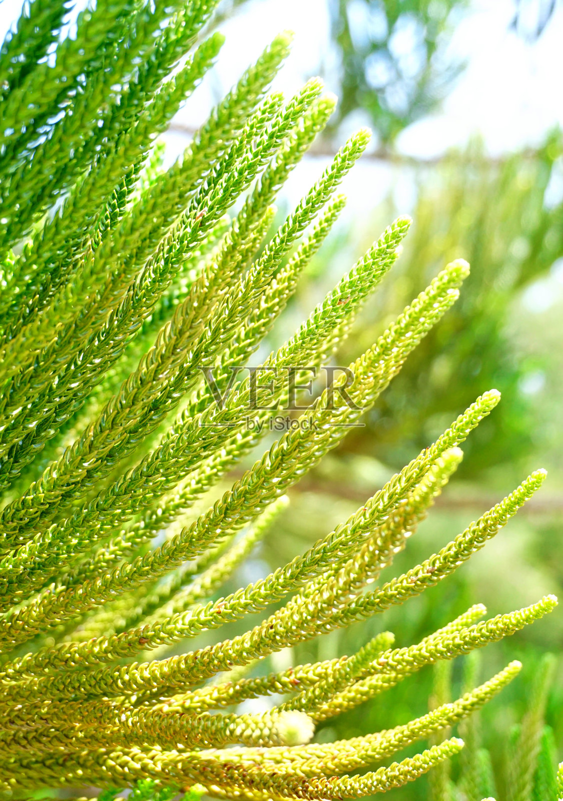 氧气只能从肥沃的树木中获得照片摄影图片