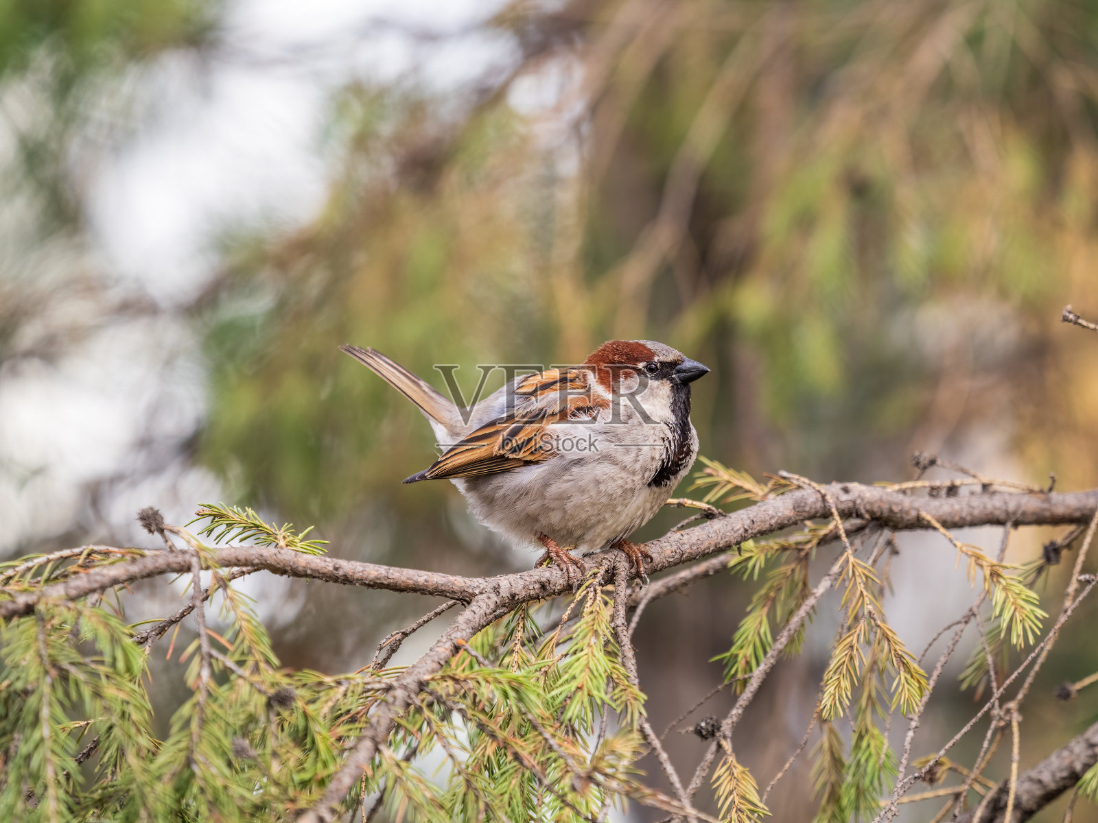 在夕阳下，麻雀坐在冷杉树枝上。照片摄影图片