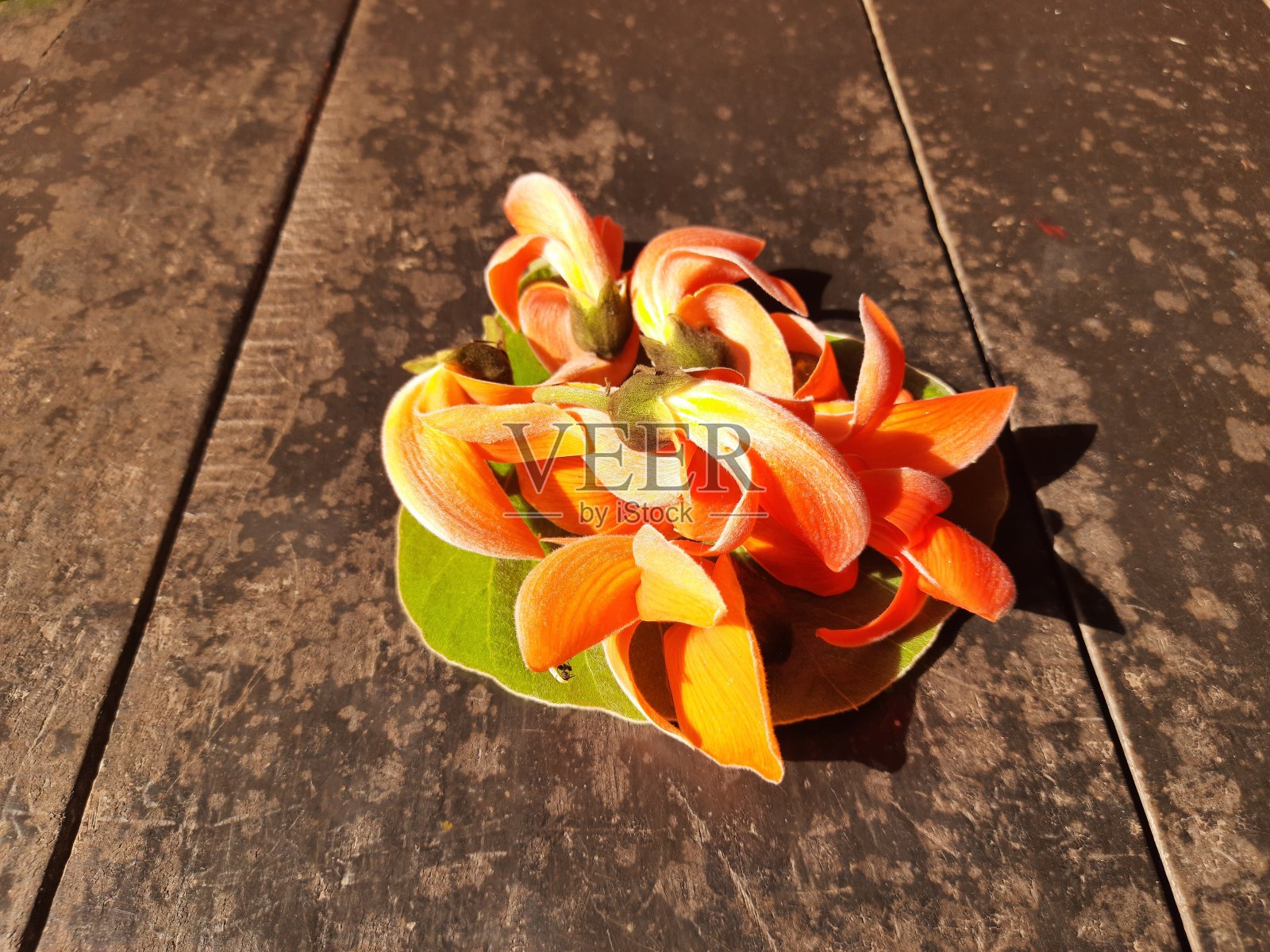 Butea monosperma花。照片摄影图片