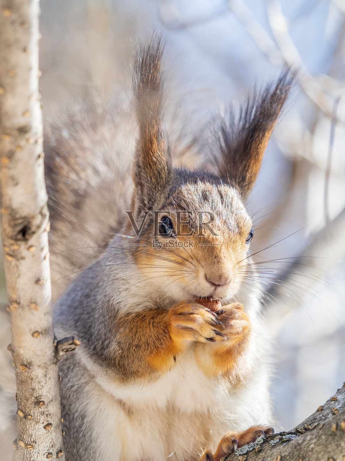 在冬天或深秋，带着坚果的松鼠会坐在树上。照片摄影图片