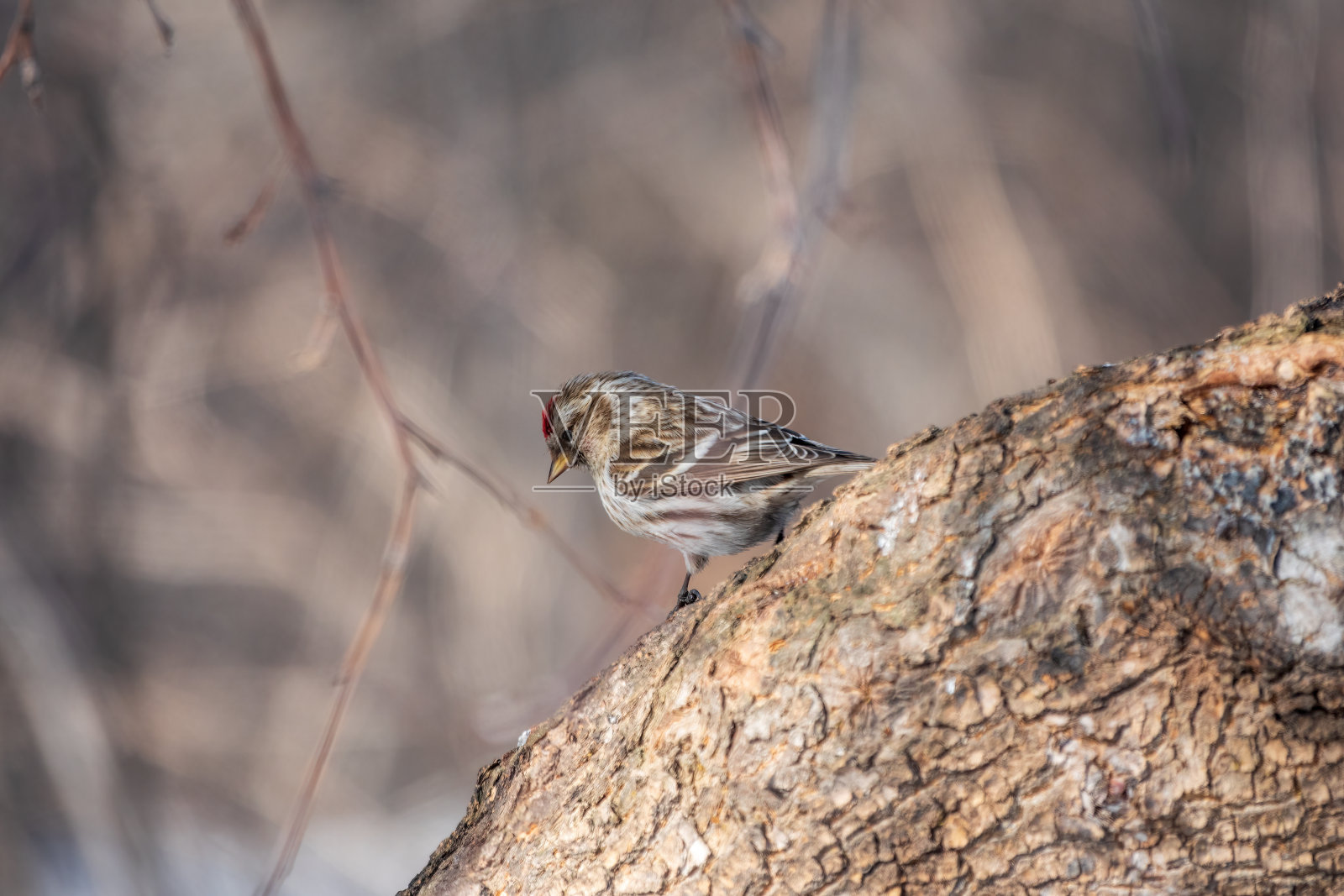 在阳光明媚的春日里，普通的红梢雌性可爱的小鸟，前额上有鲜红的斑点，栖息在无叶的树枝上。照片摄影图片