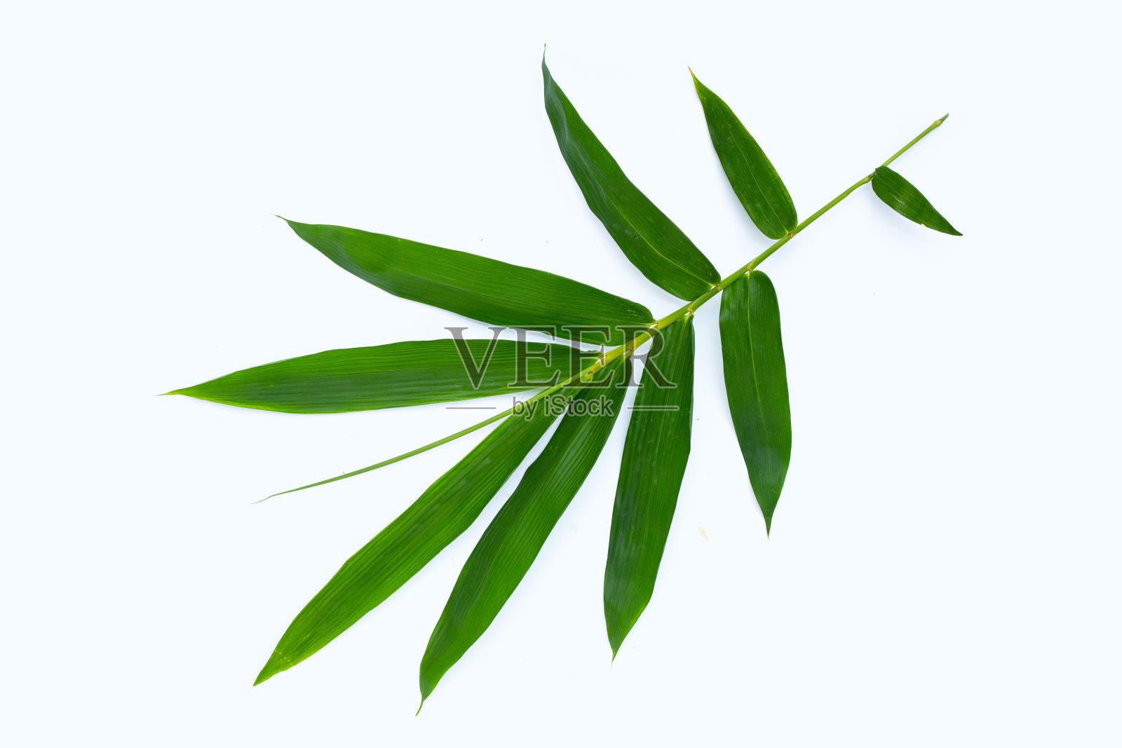 竹叶在白色的背景。照片摄影图片