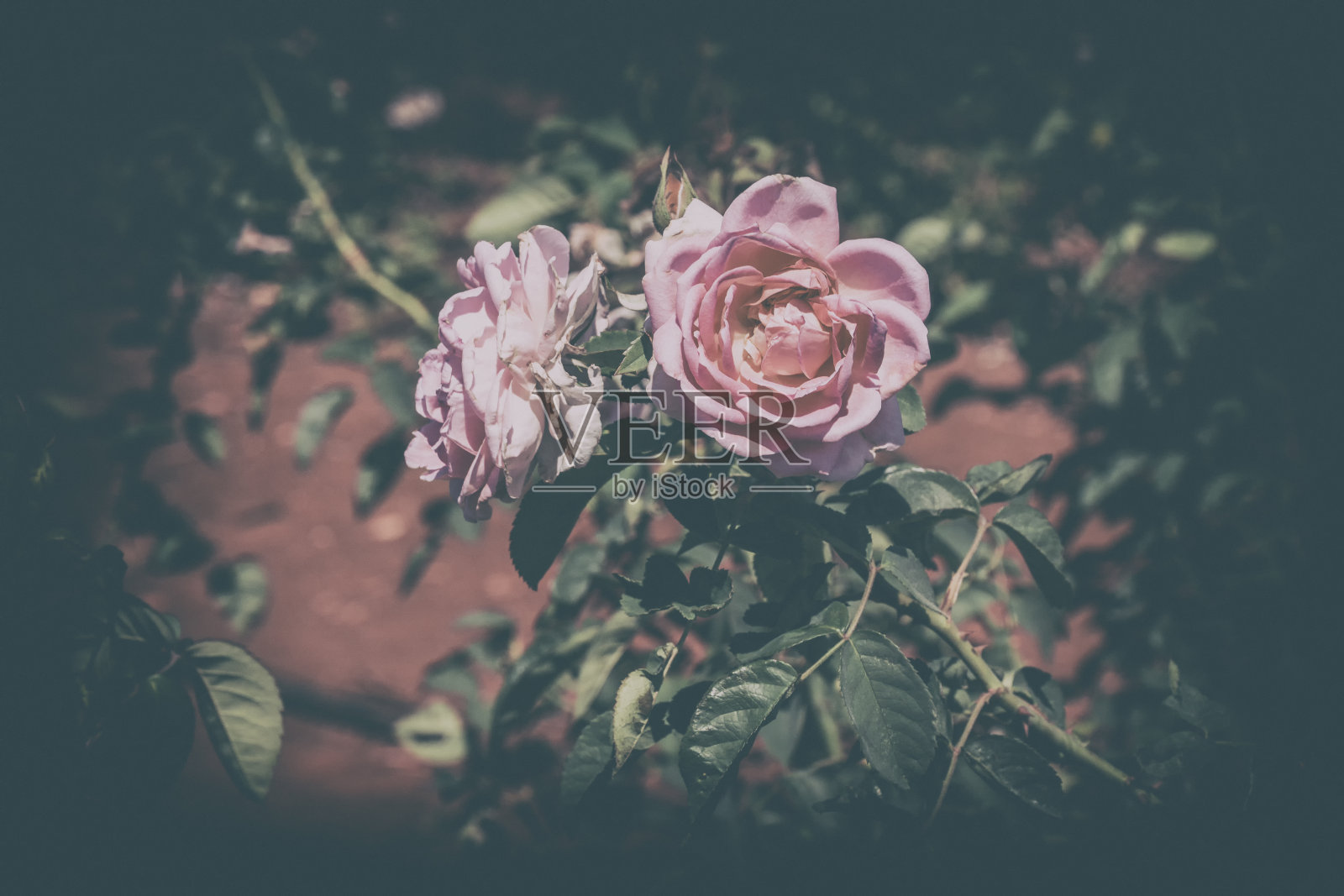 粉红色的玫瑰在花园里开花照片摄影图片