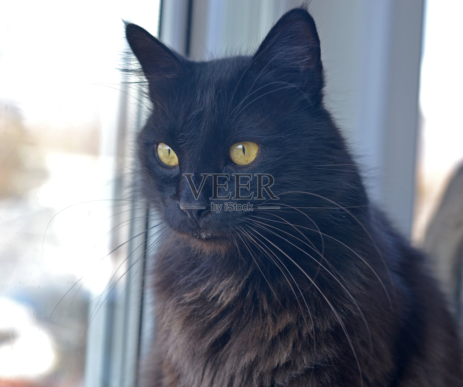 可爱的黑色毛茸茸短毛虎斑猫的肖像，做一个有趣的脸严肃地看着窗户。可爱的家庭宠物照片摄影图片