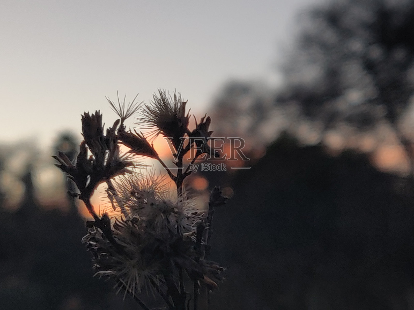 夕阳下盛开的植物照片摄影图片