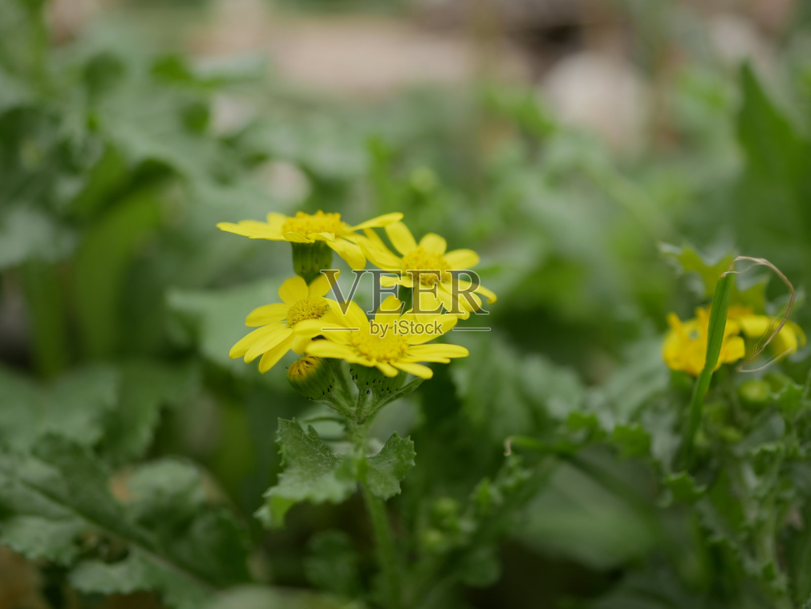在一个阳光明媚的春日，绿色的草地上有一朵黄色的小花。一种芳香的草本植物，生长在自然条件下的草地上。照片摄影图片