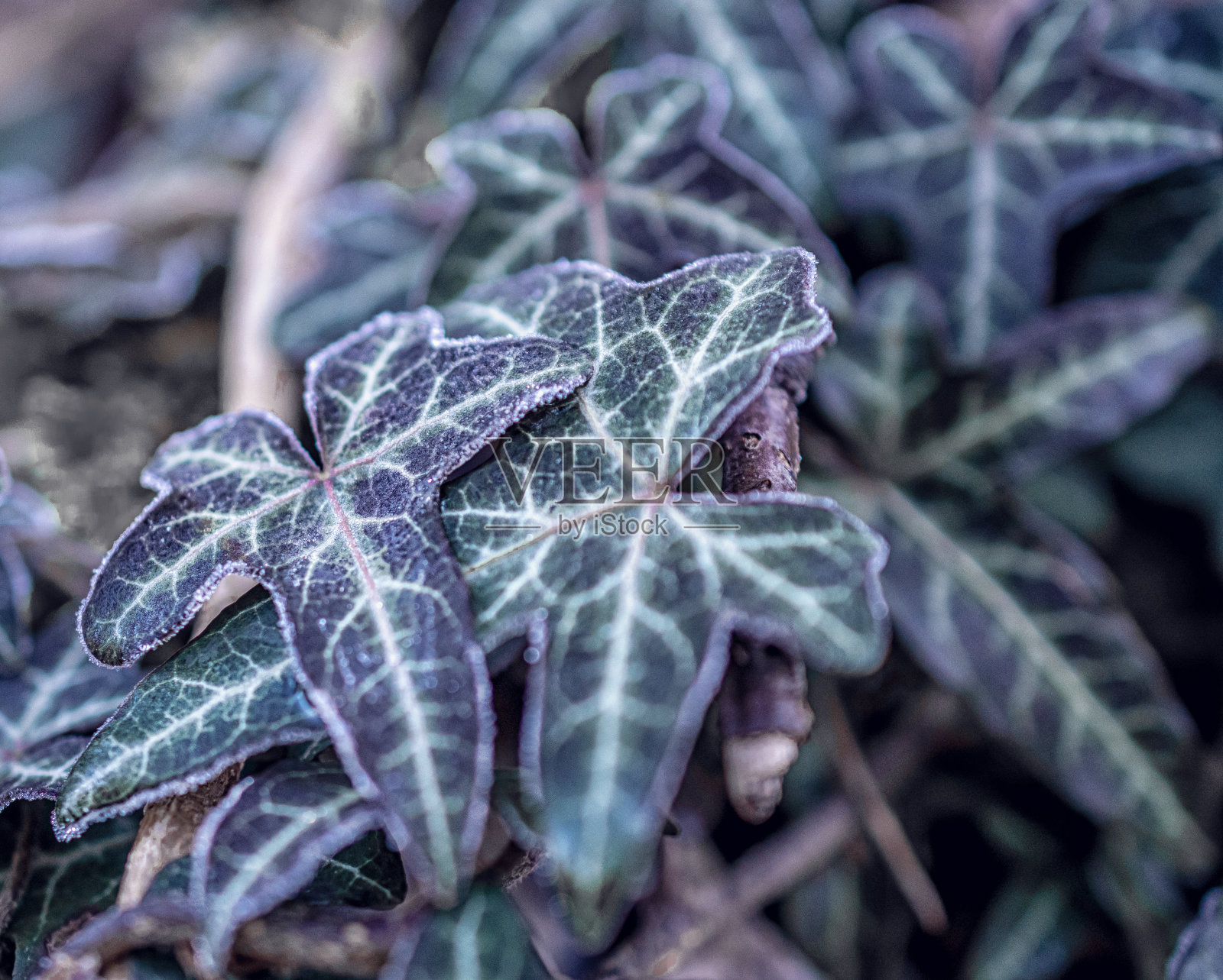 植物在阳光明媚的霜冻冬天的微距照片照片摄影图片
