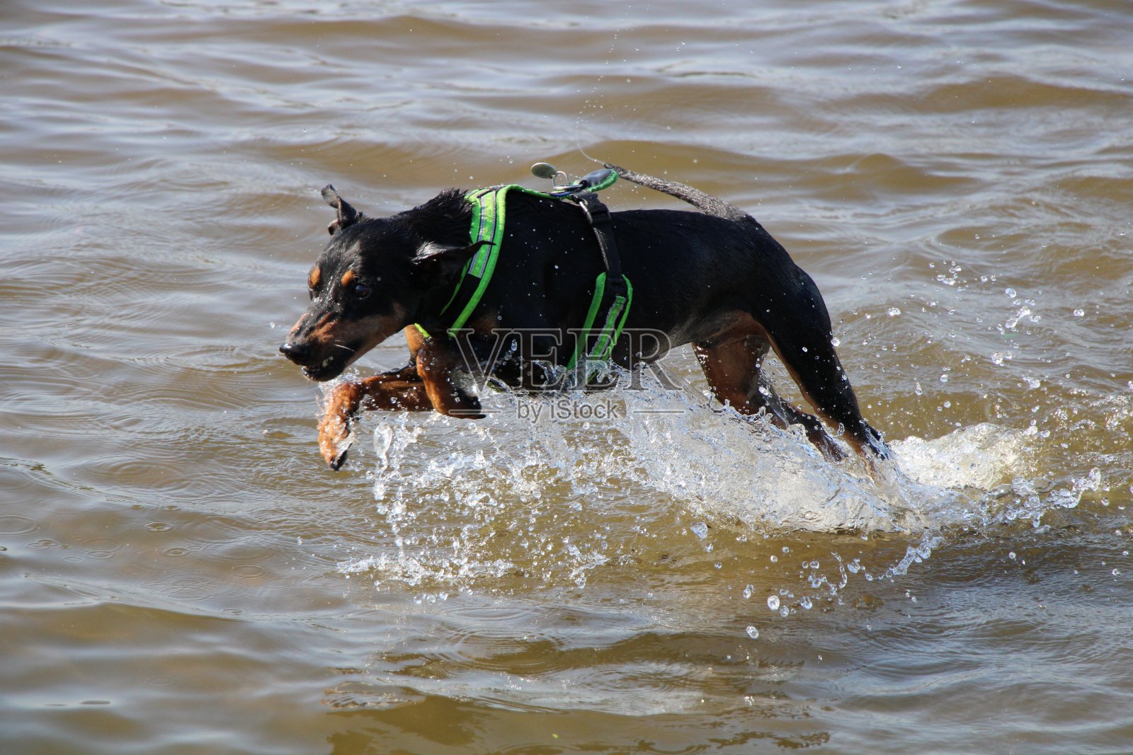 狗,德国品照片摄影图片