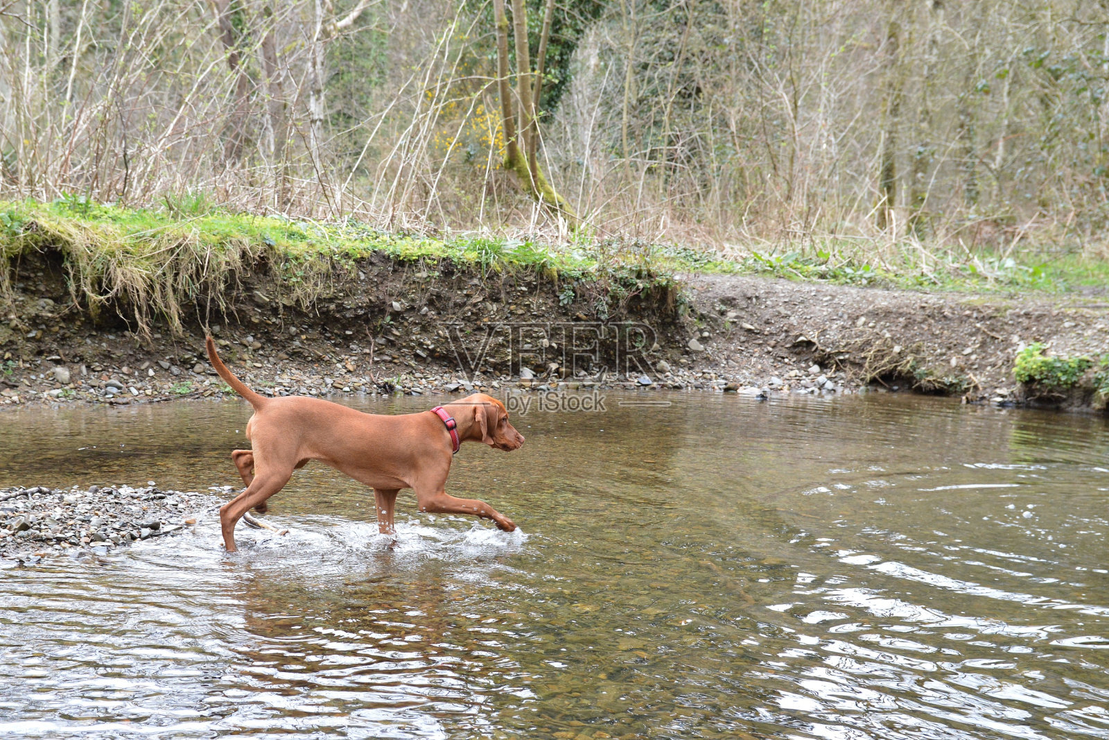 维希拉猎犬的狗狗照片摄影图片