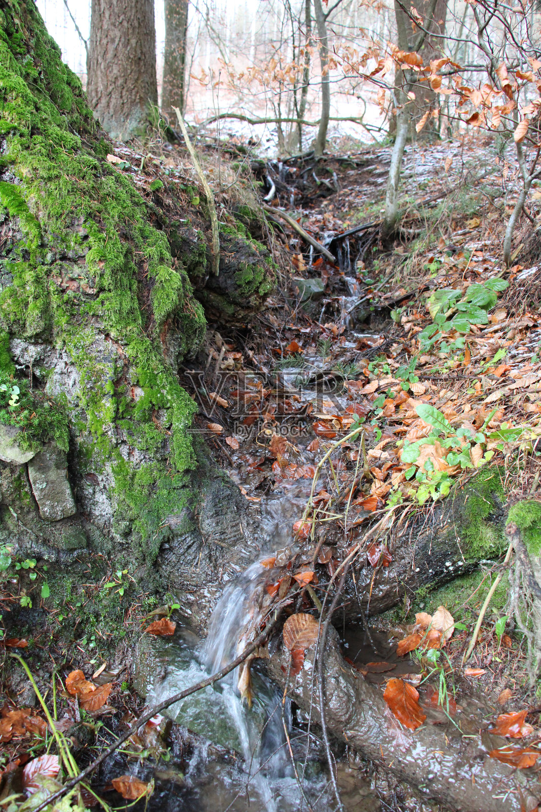 在哈尔茨山脉的“哈泽Försterstieg”上徒步旅行照片摄影图片