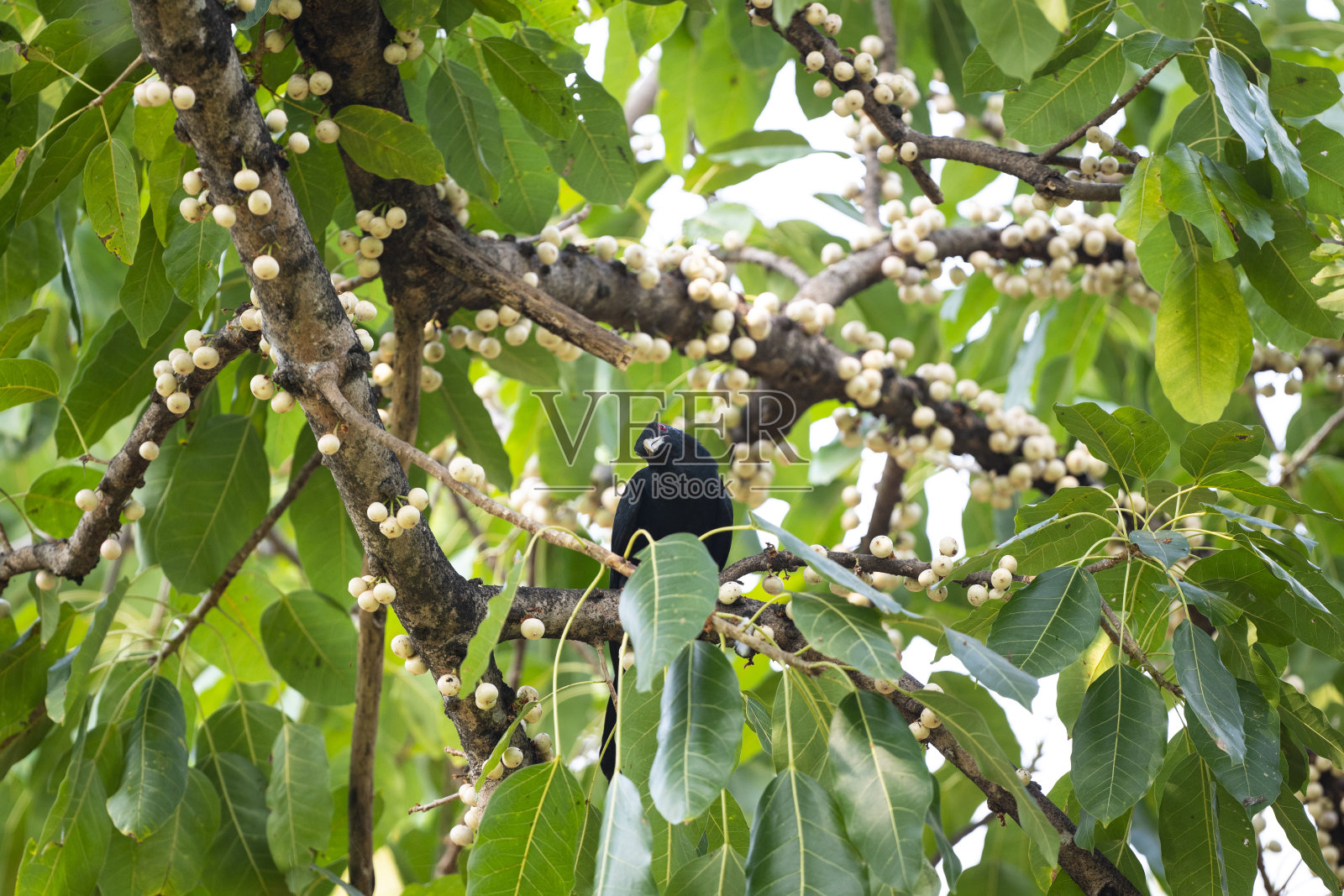 亚洲凉爽照片摄影图片