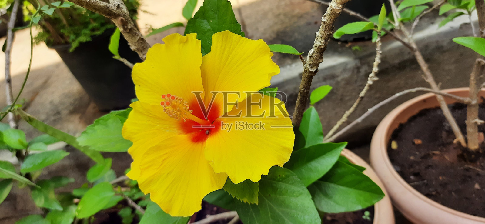 印度菜园芙蓉花照片摄影图片