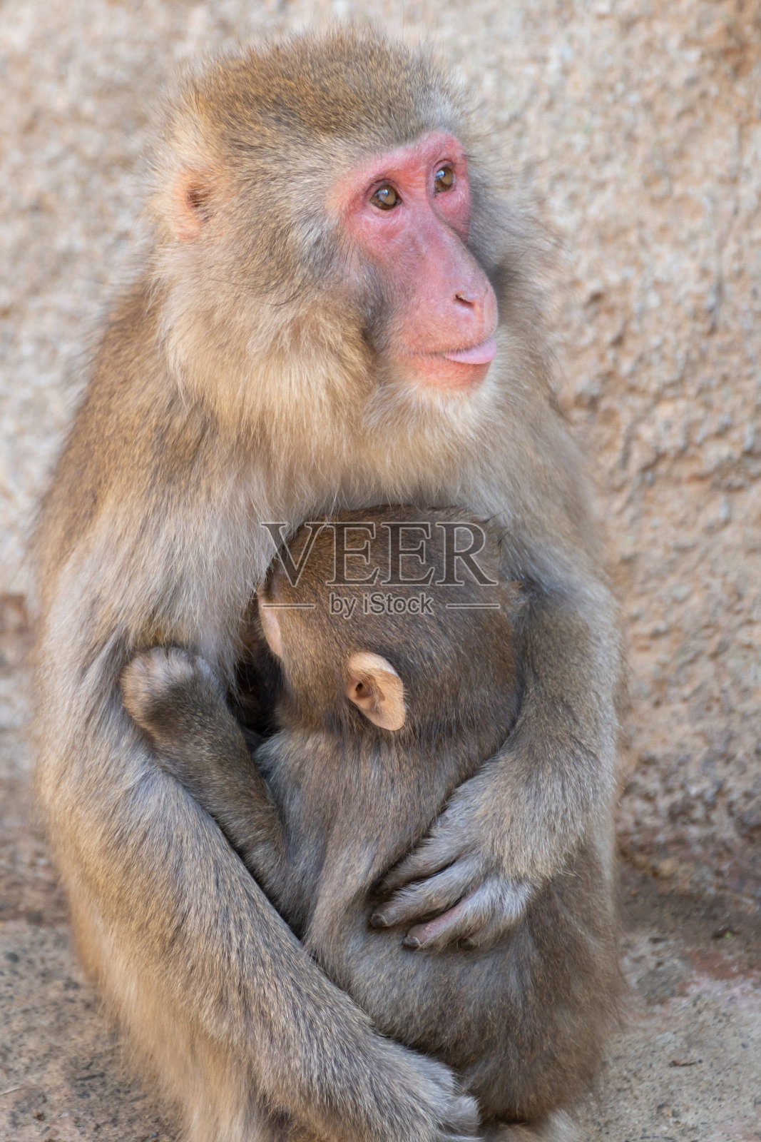 日本猕猴照片摄影图片