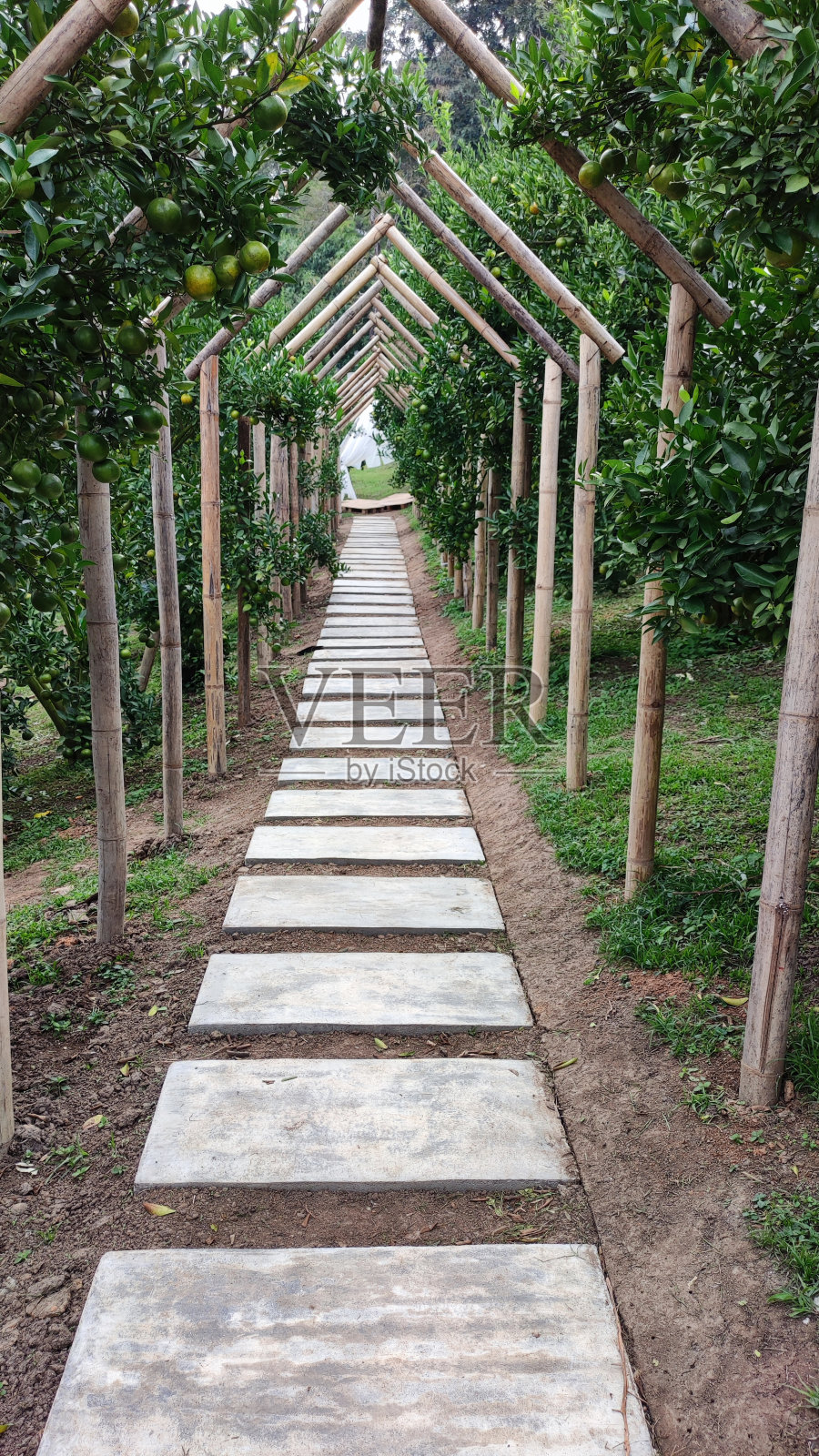 橘子园的混凝土走道照片摄影图片