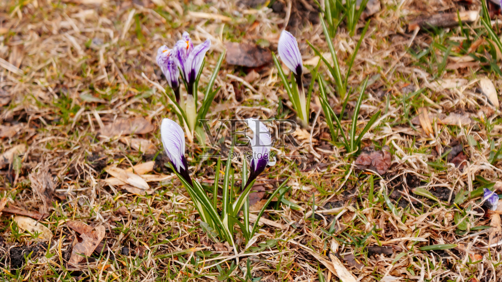 盛开的藏红花vernus或藏红花具有白色花瓣带丁香条纹和橙色柱头和花药，春季匹克威克高山花，风景优美，选择性集中照片摄影图片