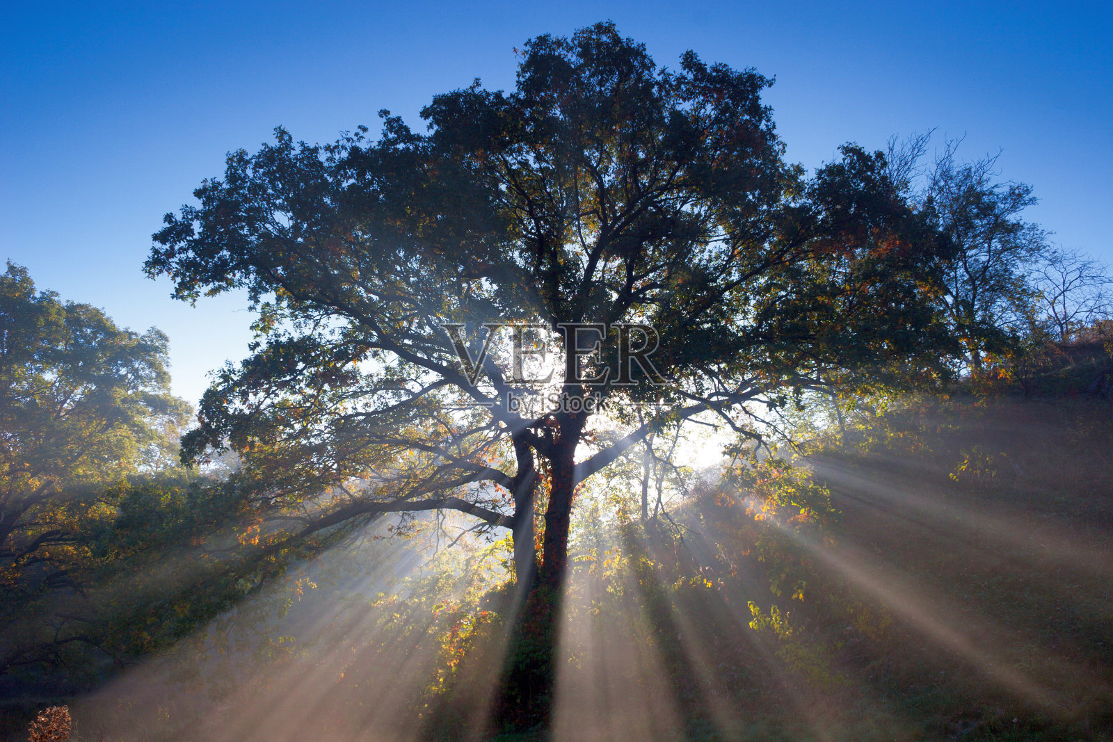 早晨的阳光透过大橡树和秋天的雾照耀着照片摄影图片
