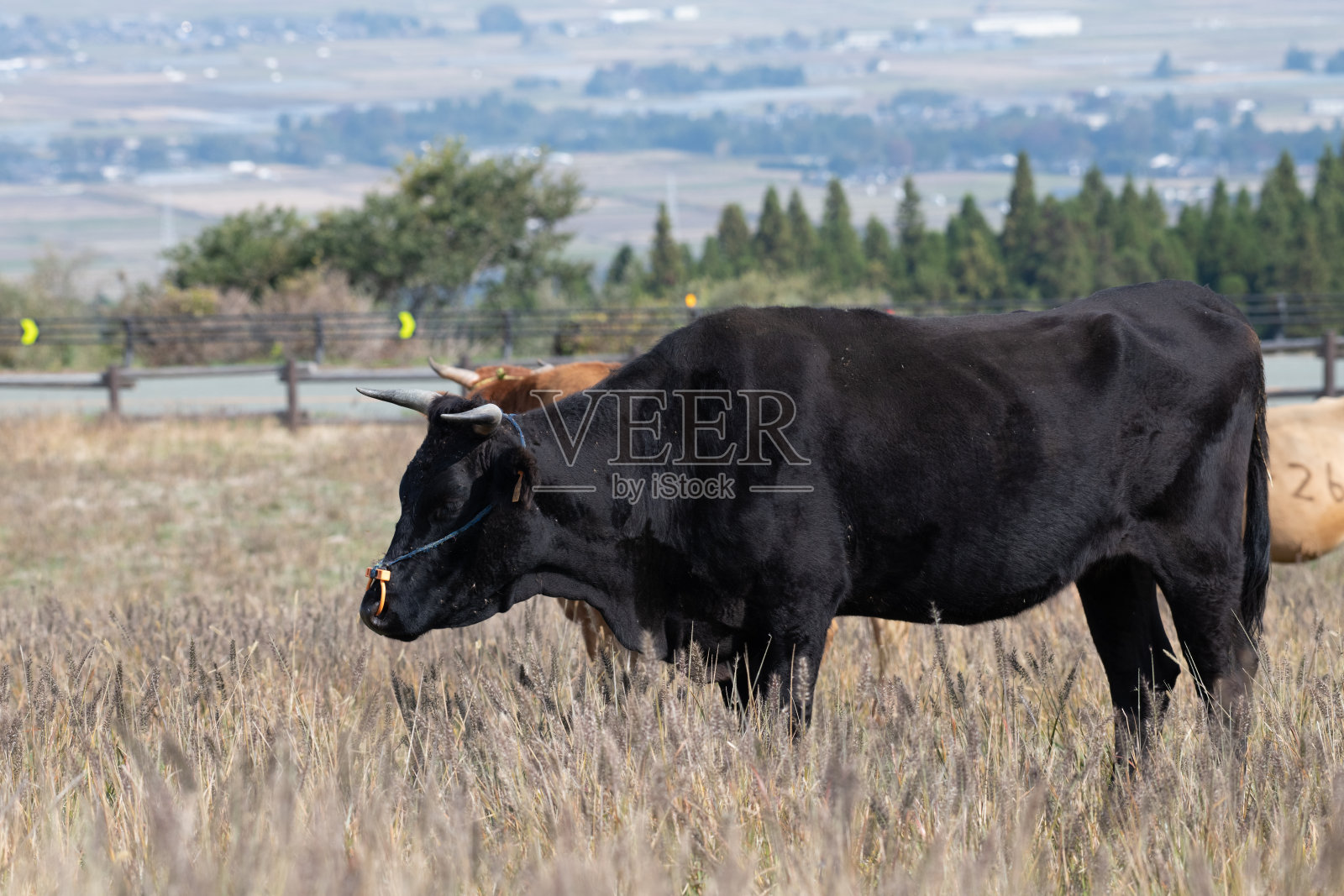 在高原荒野中吃草的牛照片摄影图片