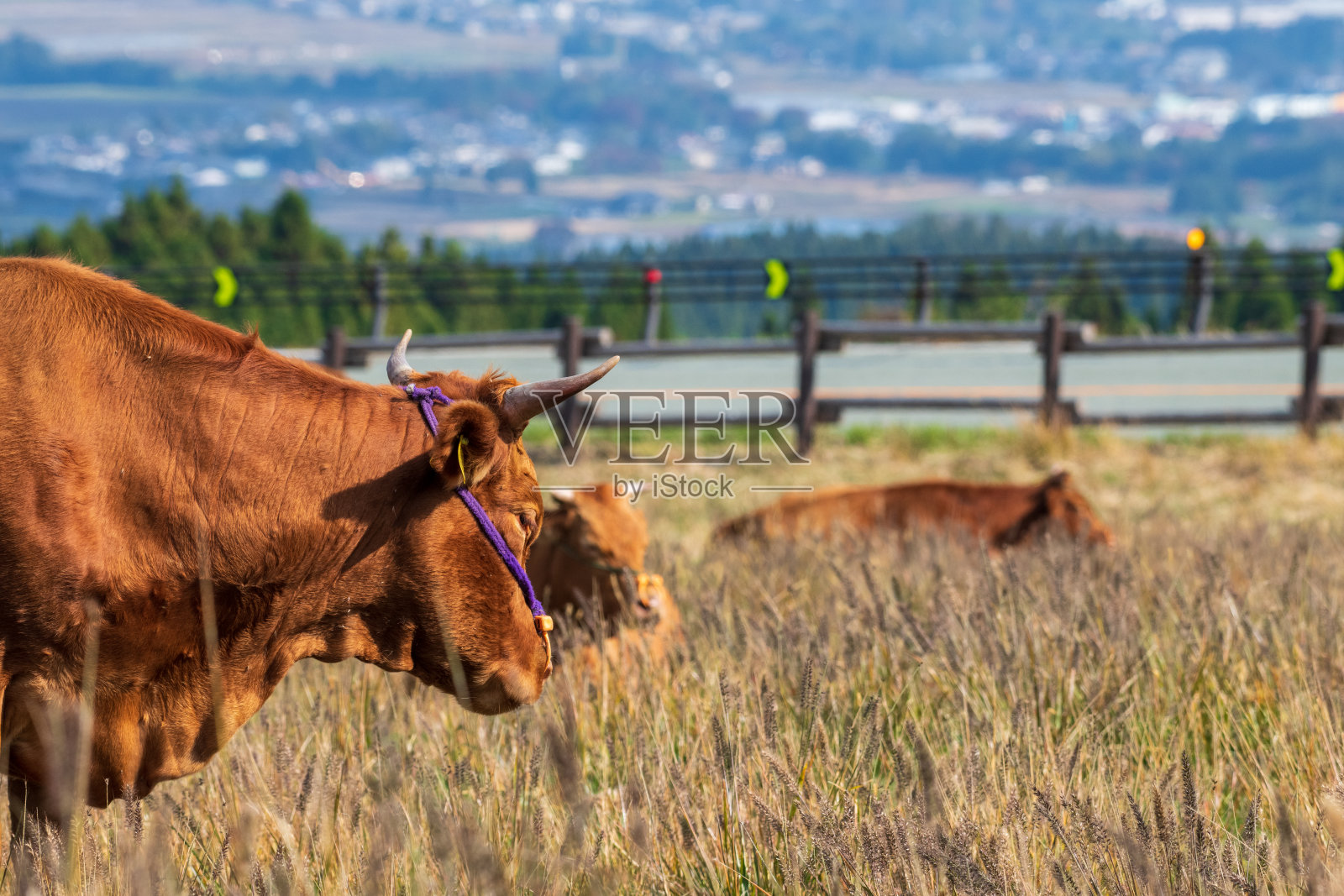 在高原荒野中吃草的牛照片摄影图片