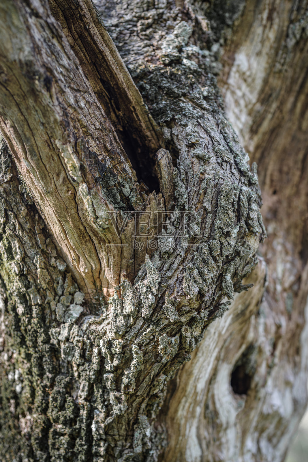靠近橄榄树的树皮照片摄影图片