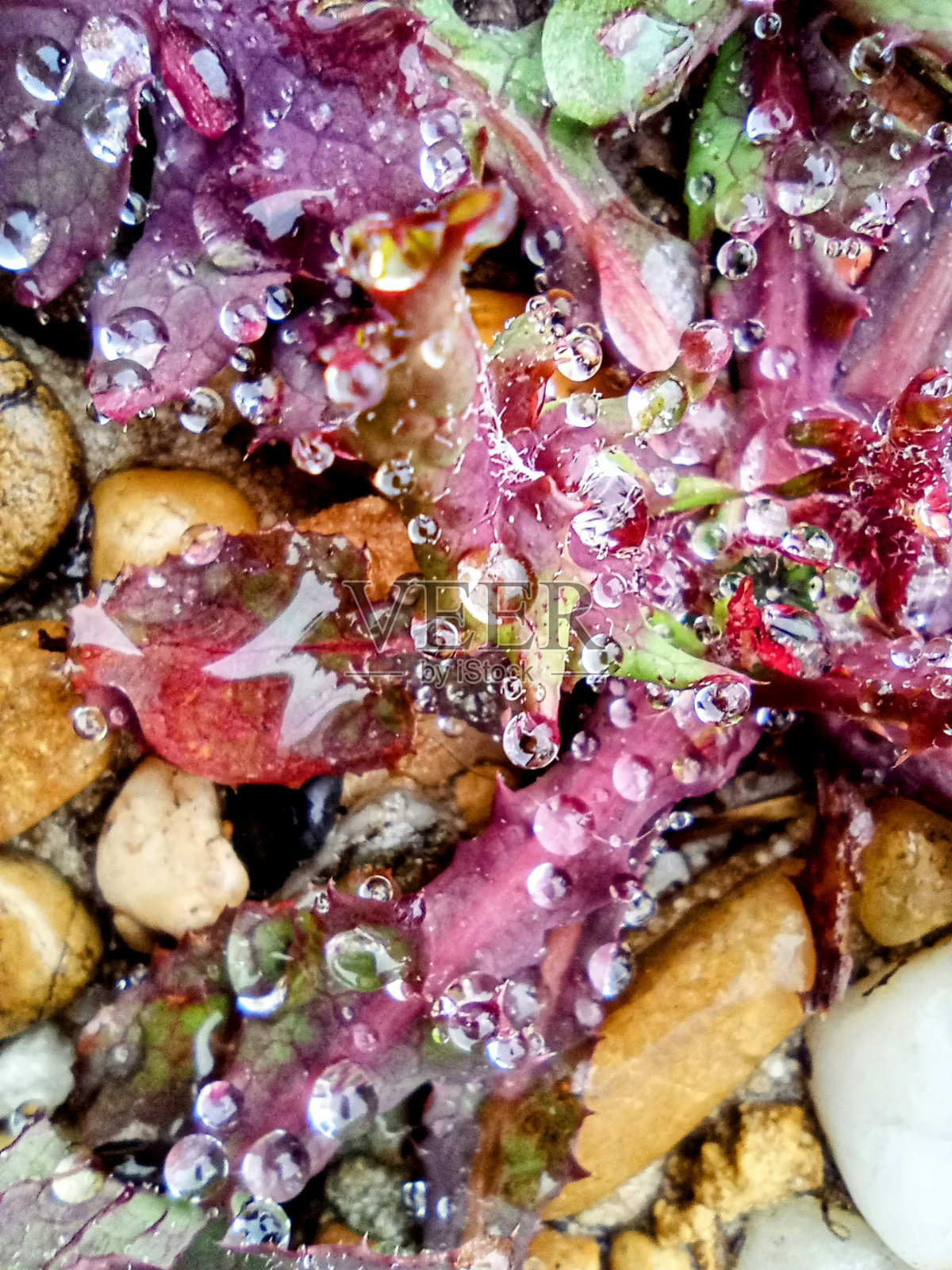 非常美丽的照片，杂草上的雨滴珠照片摄影图片