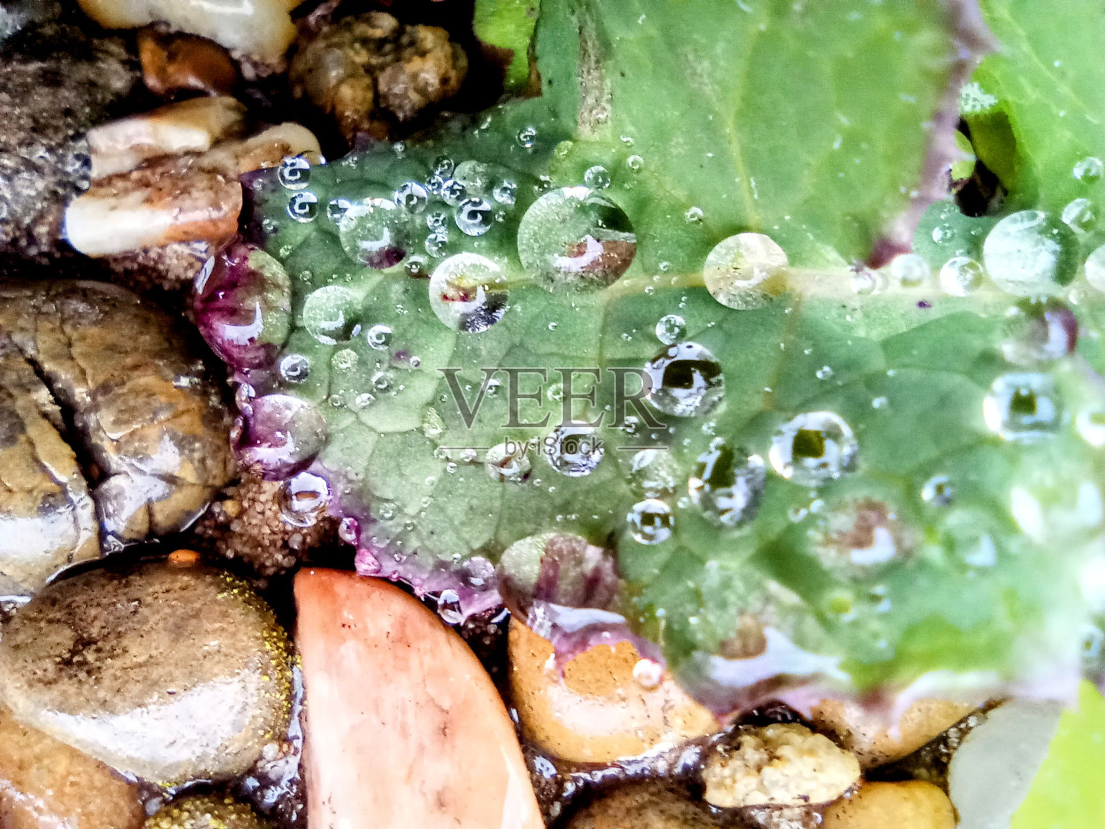 非常漂亮的照片，杂草上的雨滴珠照片摄影图片