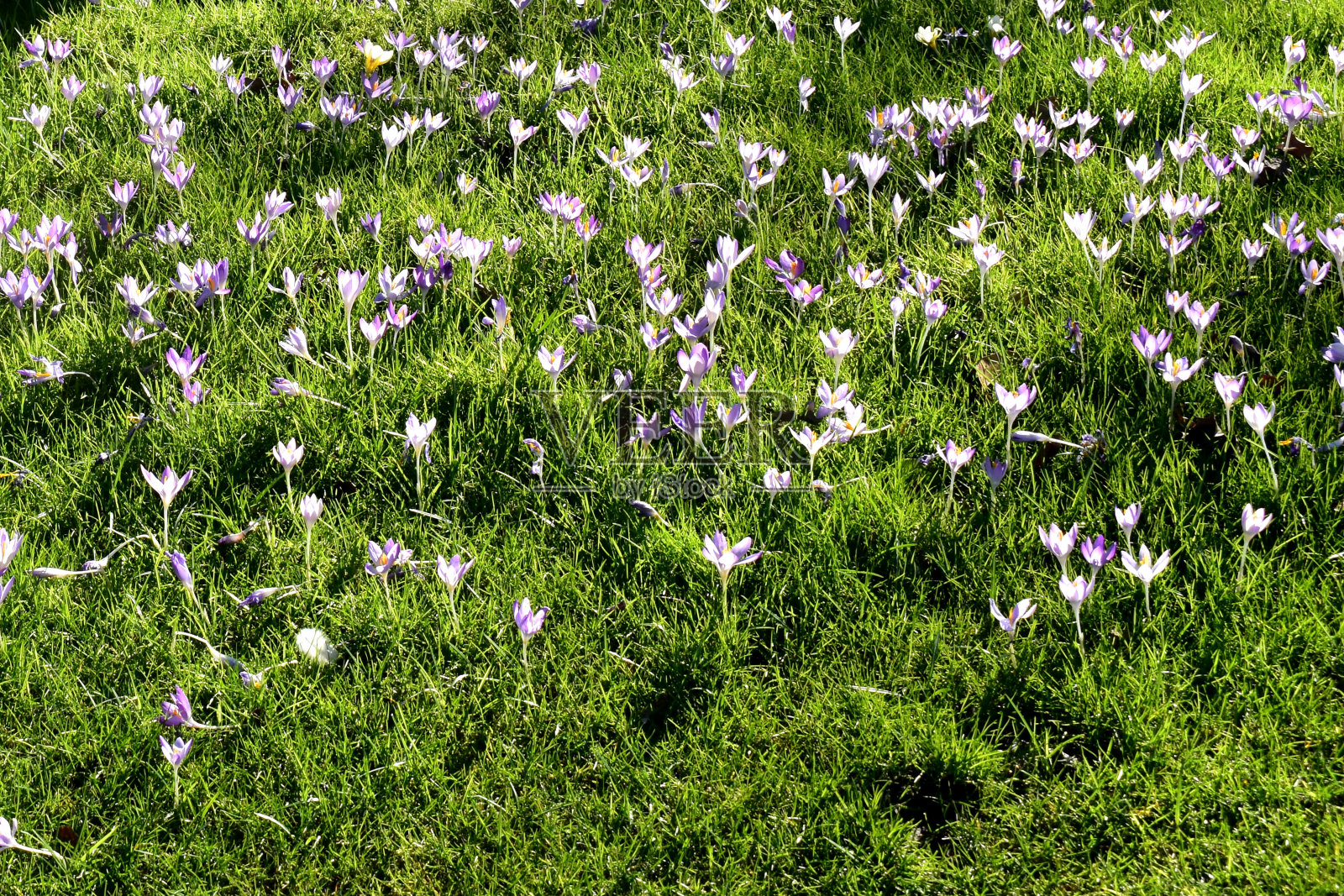 全帧的crocos花盛开在绿色的草地在阳光下，阳光明媚的春天在英国花园。自然背景。照片摄影图片