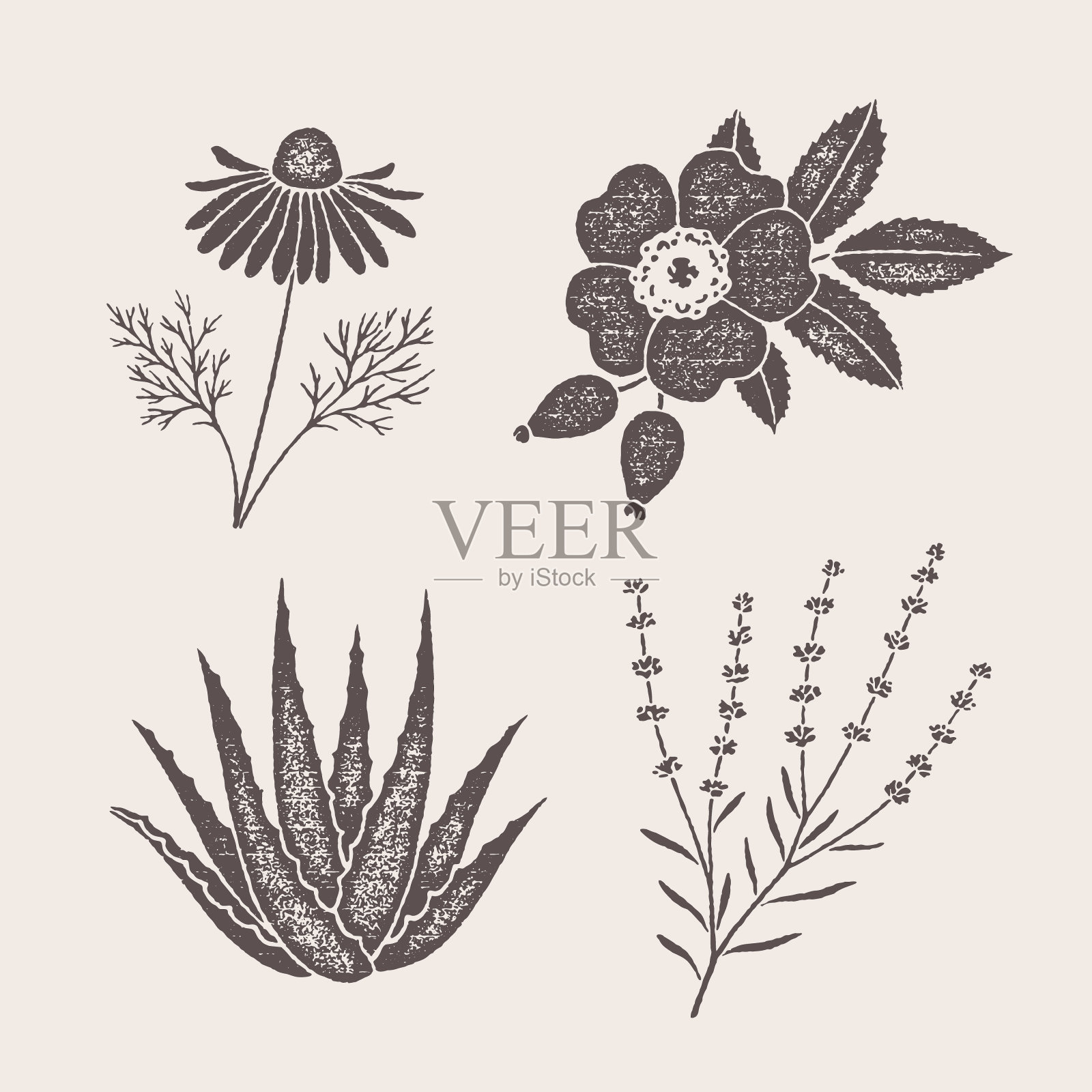 具有颗粒状纹理的植物插画图片素材