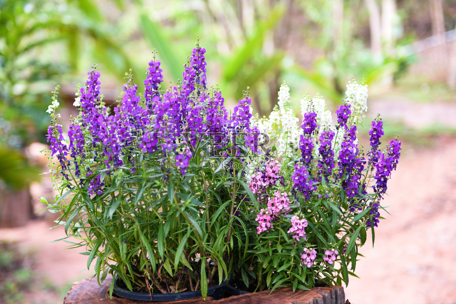 美丽的花紫色，粉红色，白色在盆中，五彩缤纷的Angelonia花在大自然的花园，夏天金鱼草照片摄影图片