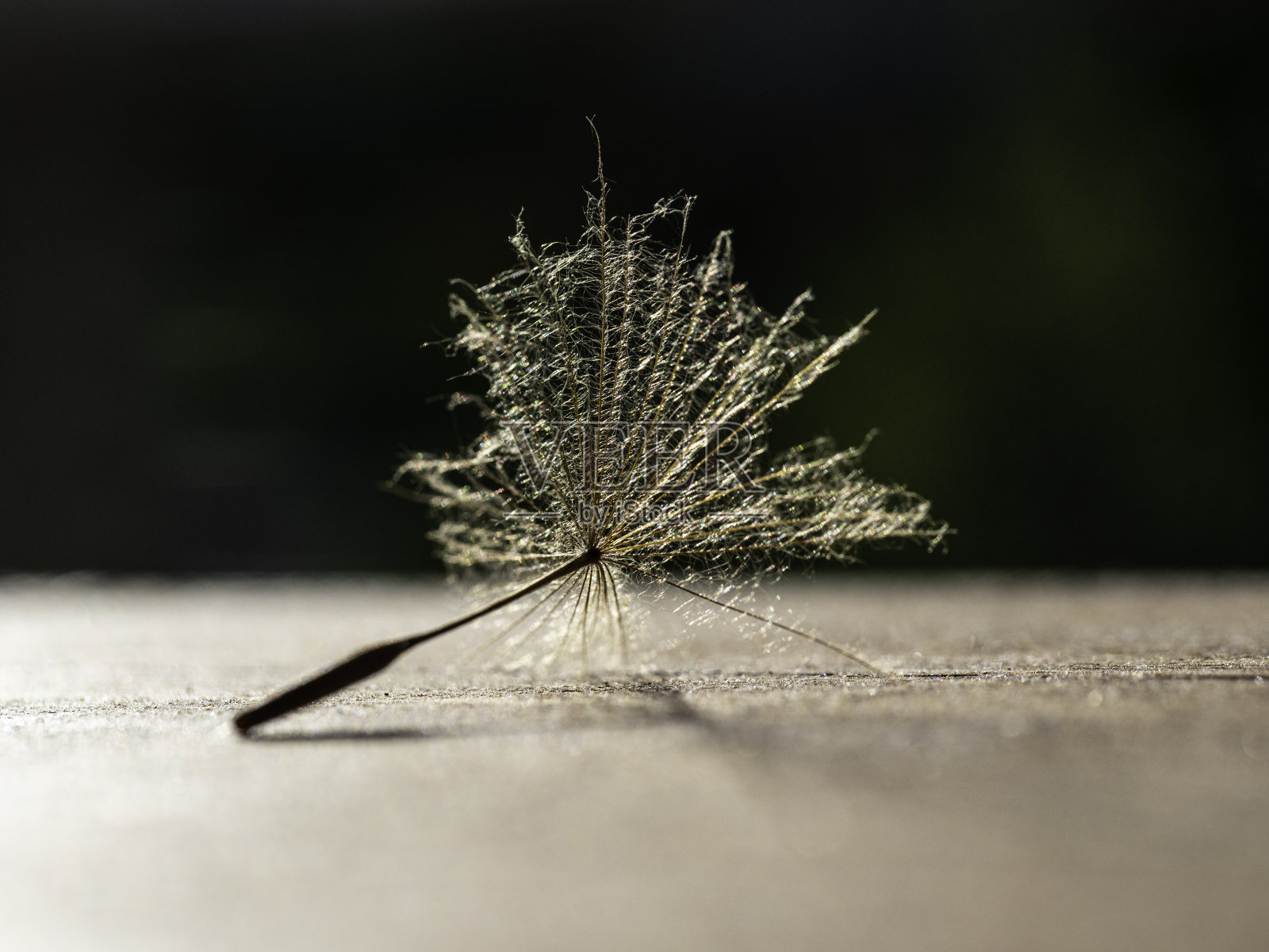 蒲公英种子与水滴的特写照片摄影图片