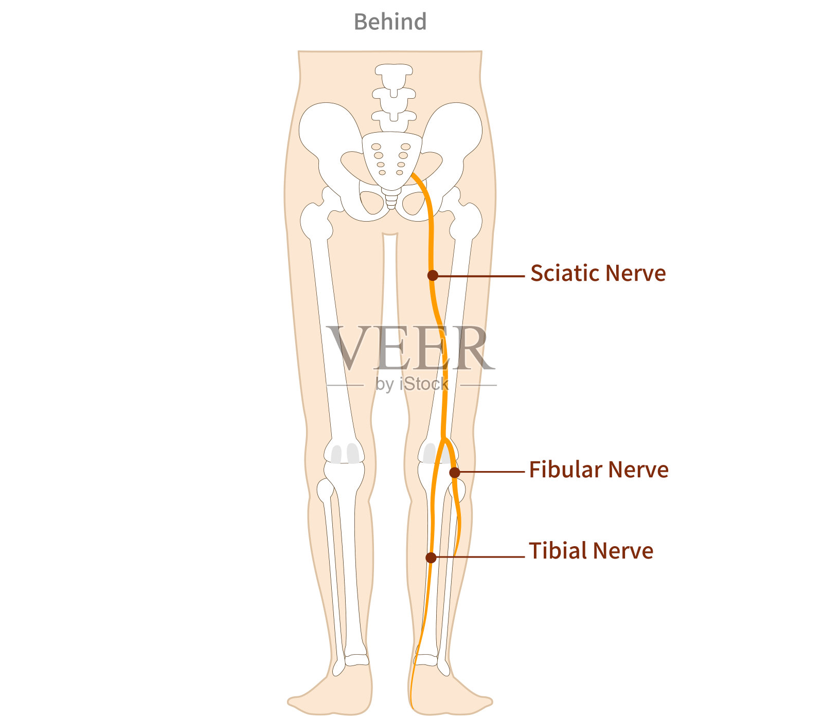 这是坐骨神经的图示插画图片素材