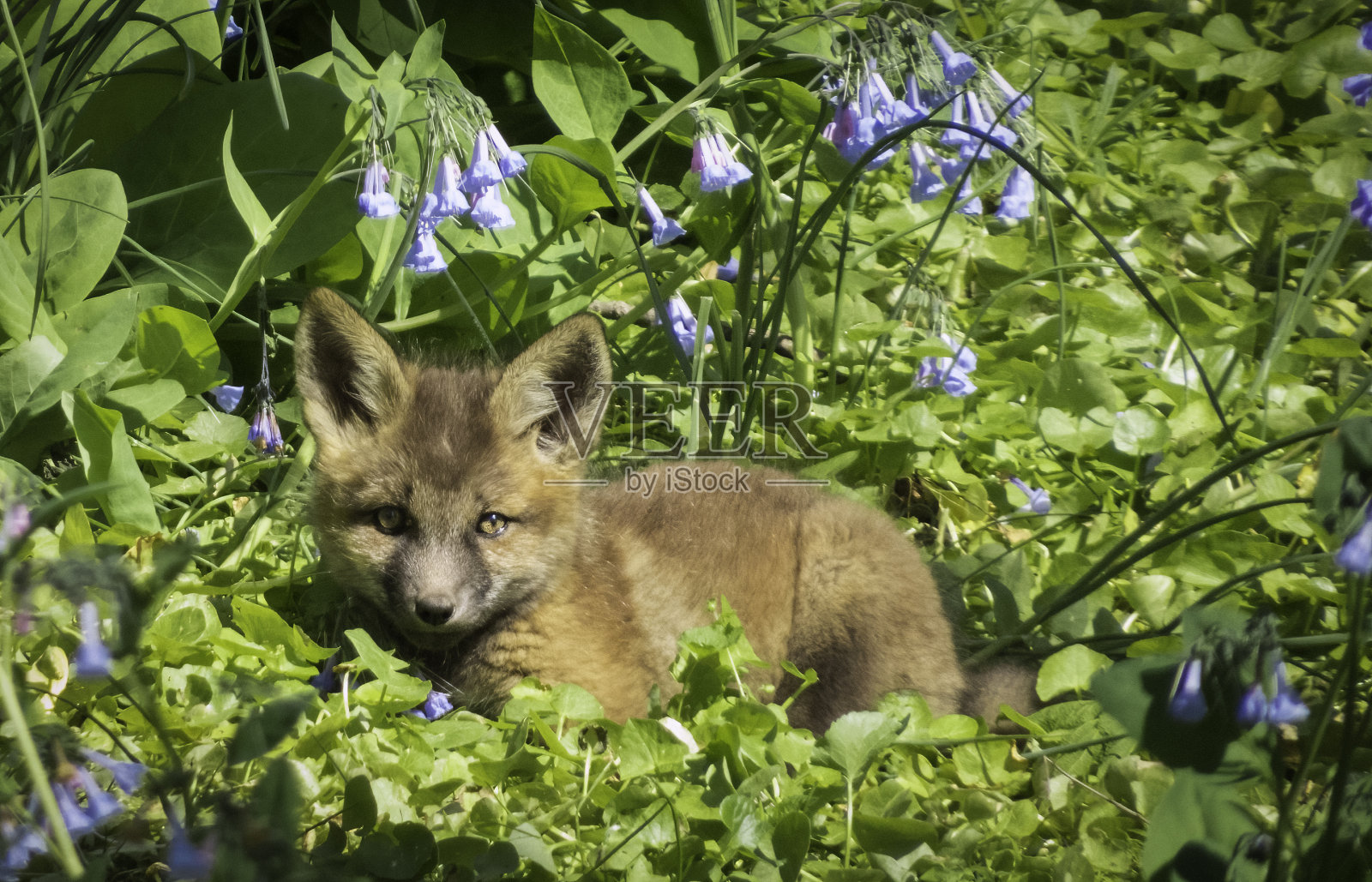 小狐狸照片摄影图片