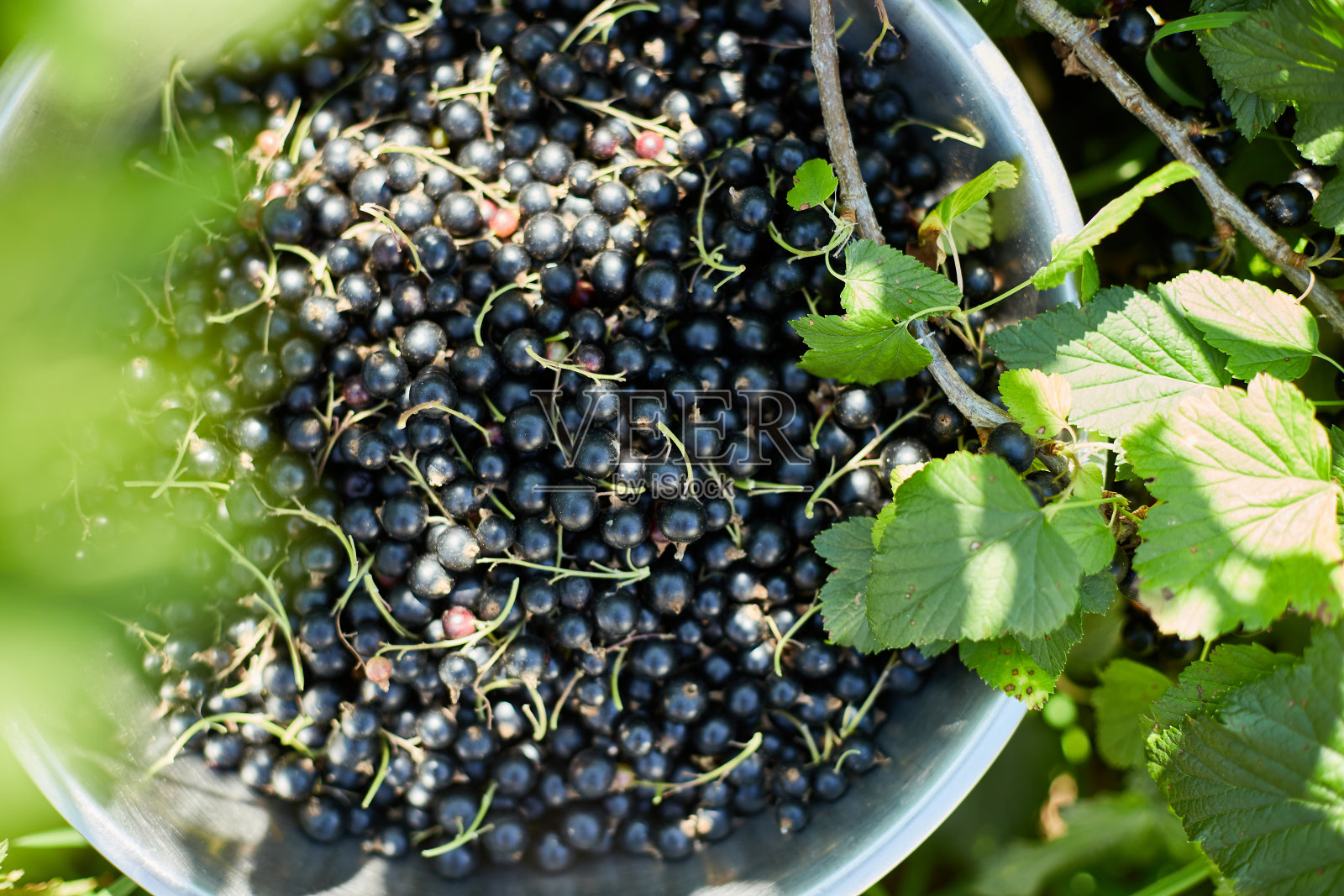 新鲜收集有机黑醋栗在碗在家庭花园灌木，收获浆果。照片摄影图片