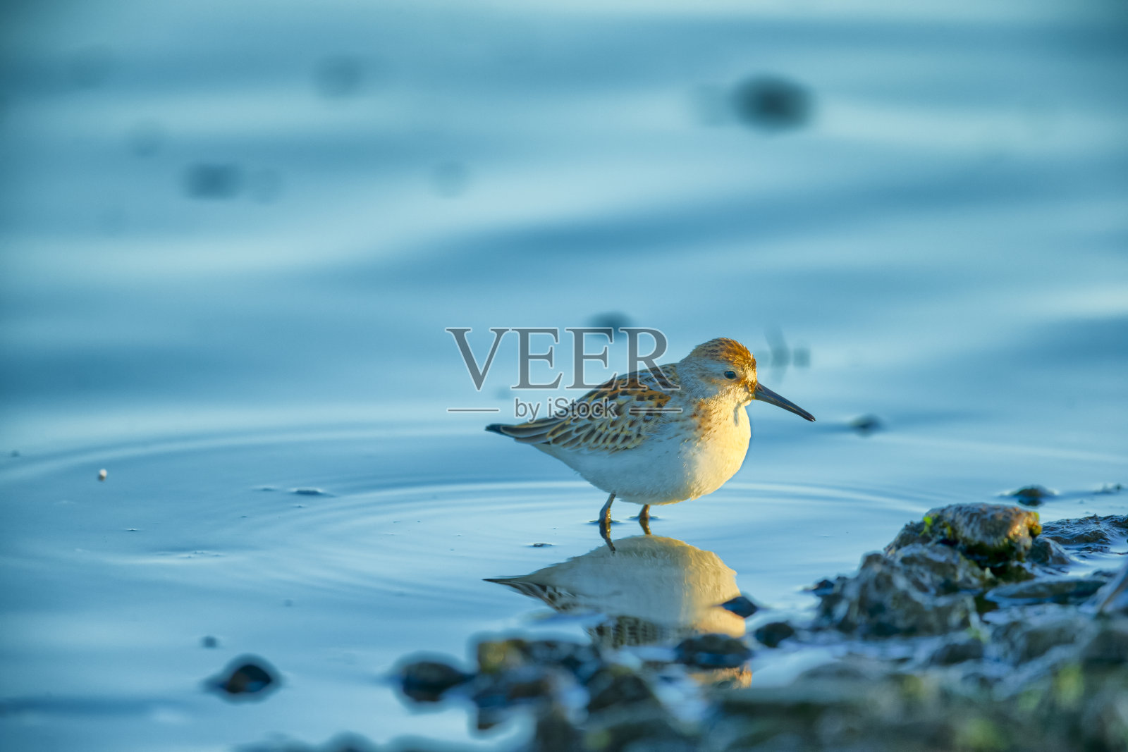 不列颠哥伦比亚省温哥华岛照片摄影图片