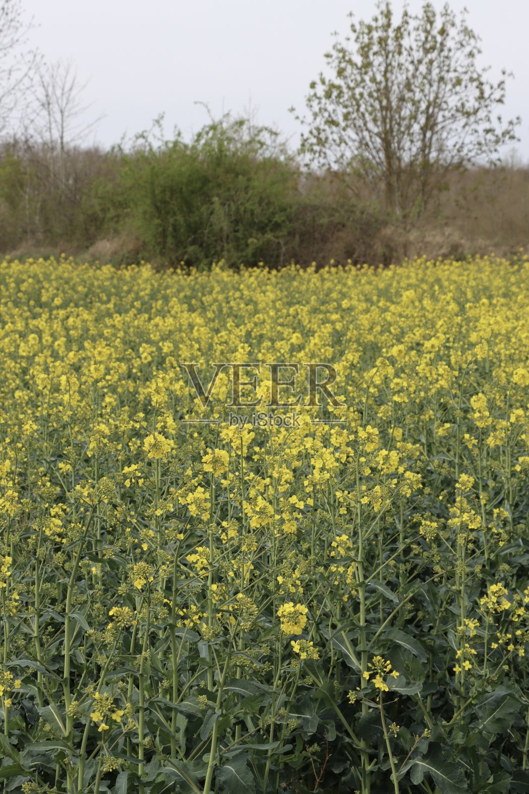 油菜籽花照片摄影图片