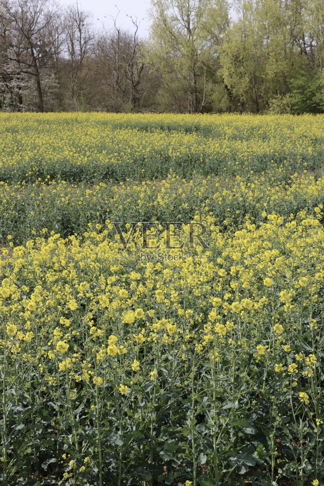 油菜籽花照片摄影图片