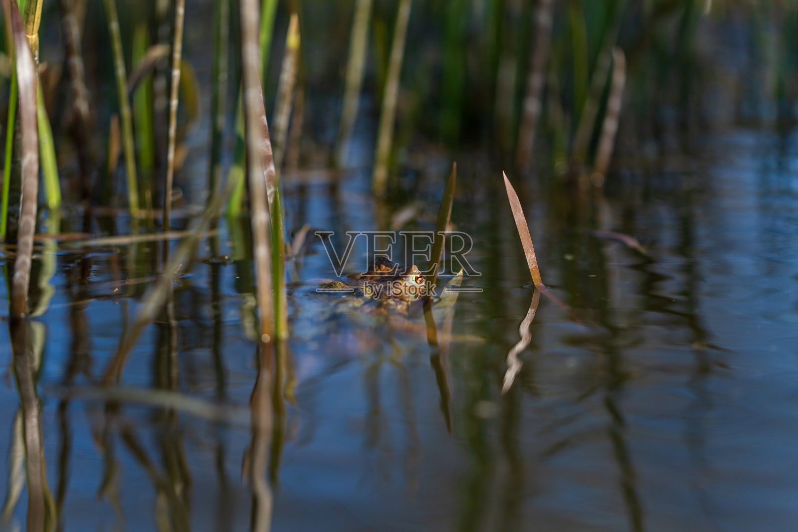 绿蟾蜍躺在池塘水面的芦苇丛中。照片摄影图片