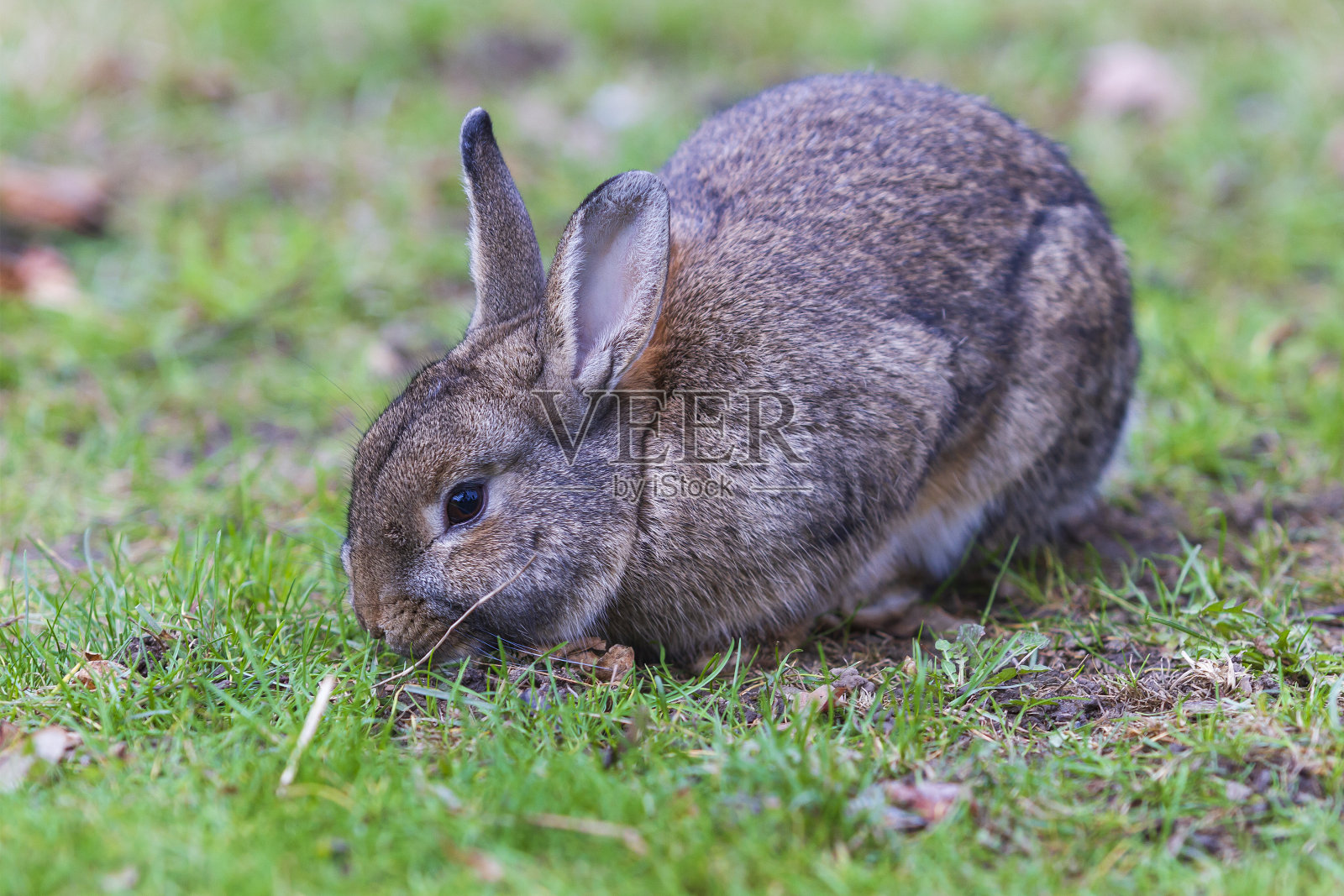 一只长着长耳朵的灰色兔子在绿色的田野上啃草。照片摄影图片