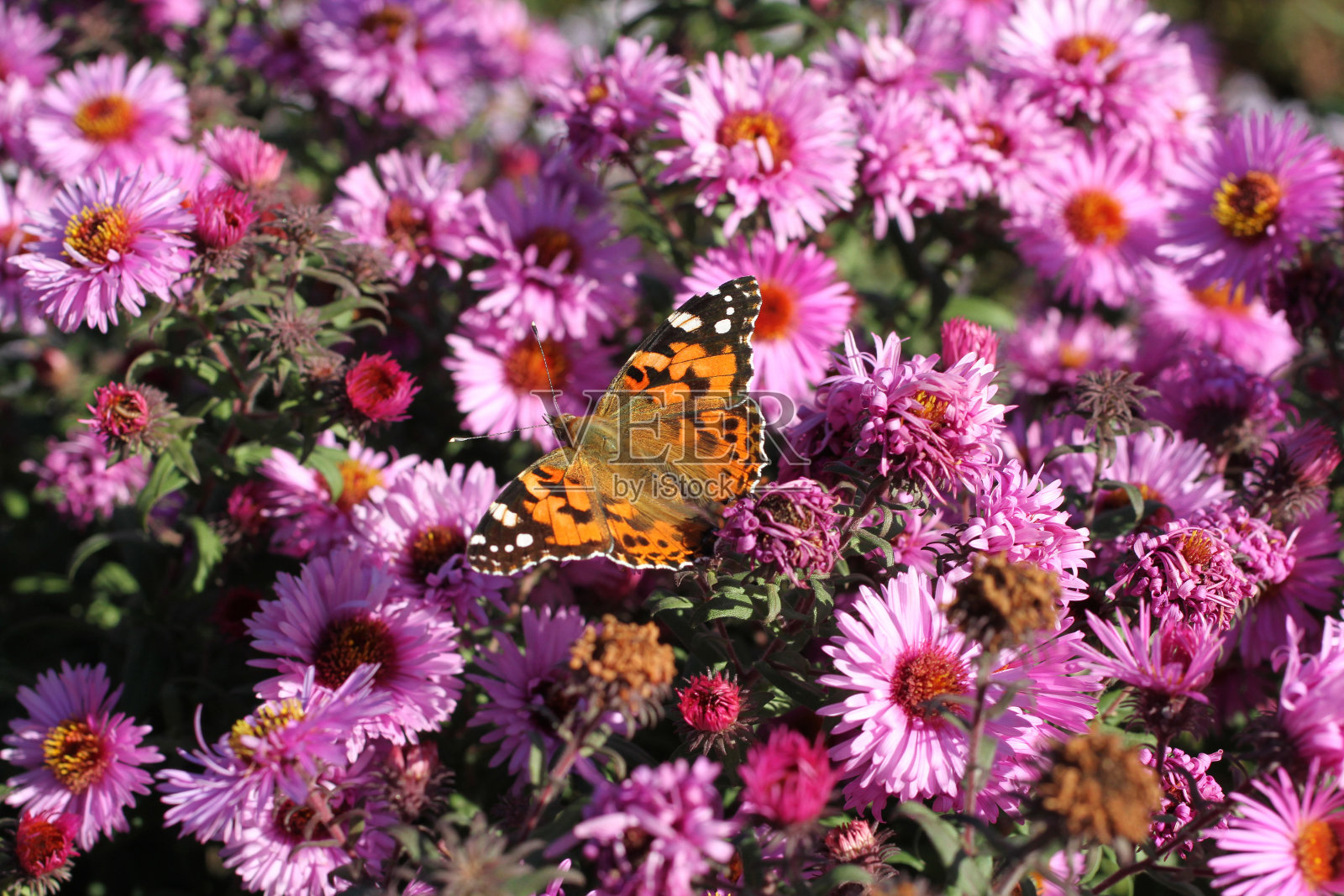 蝴蝶Fagus(万寿菊)在多年生紫菀花在一个阳光灿烂的日子。特写镜头照片摄影图片