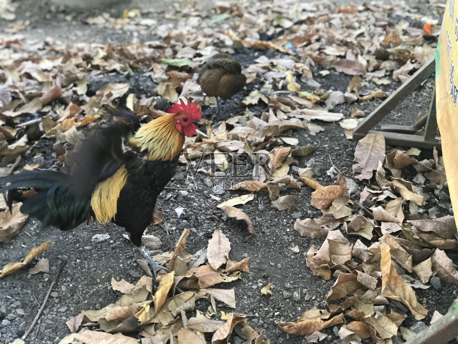 母鸡照片摄影图片